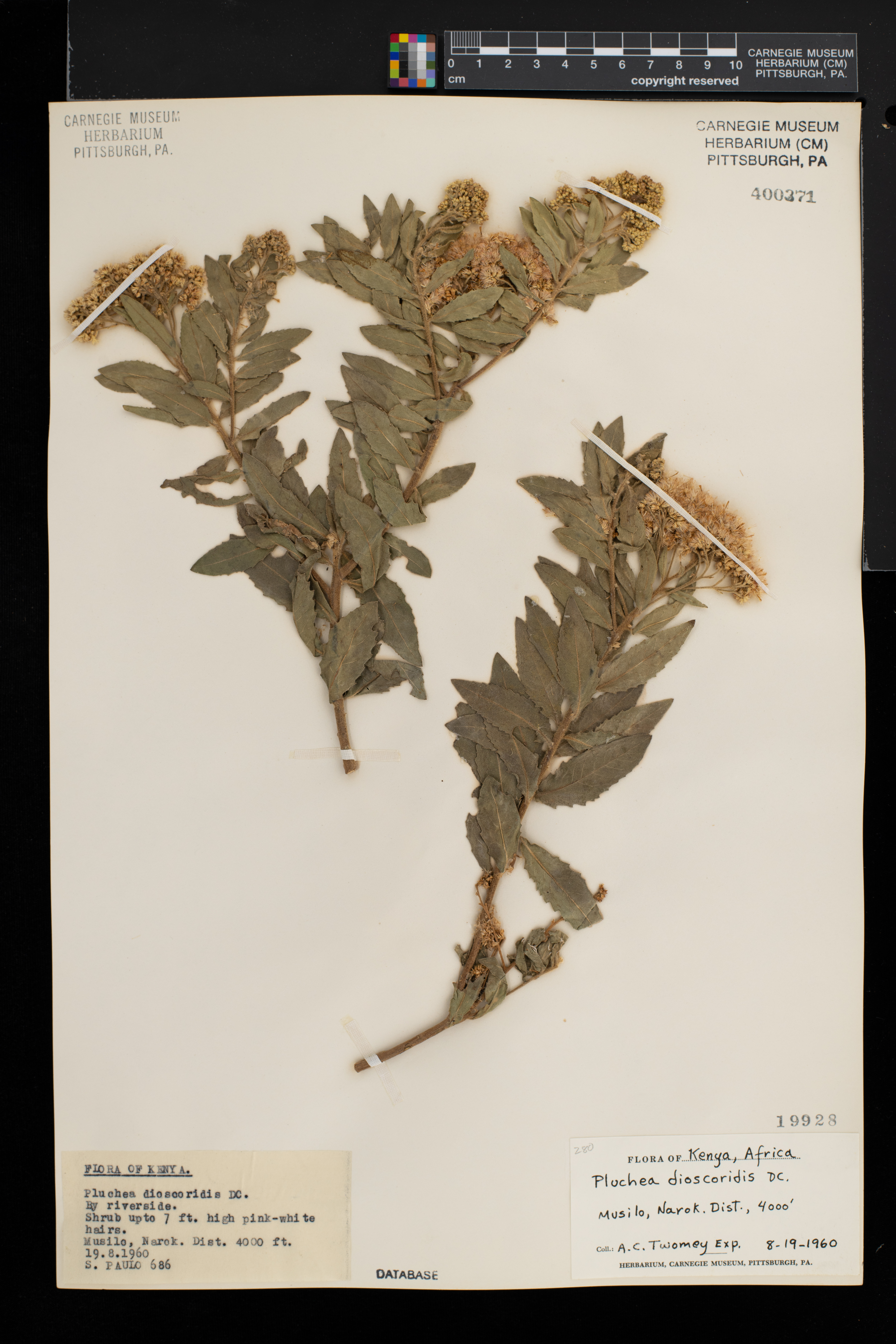 Pluchea dioscoridis image