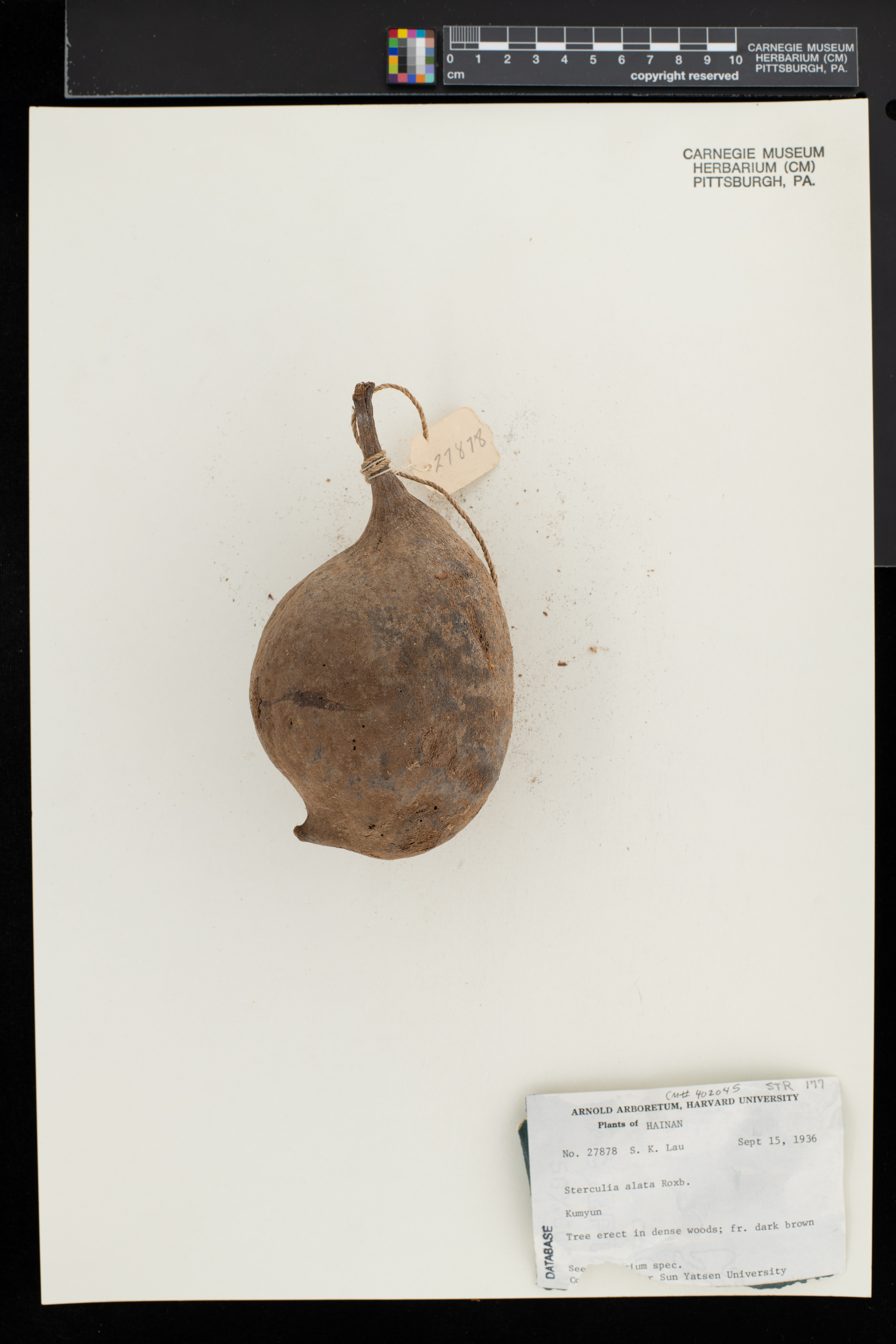 Pterygota alata image