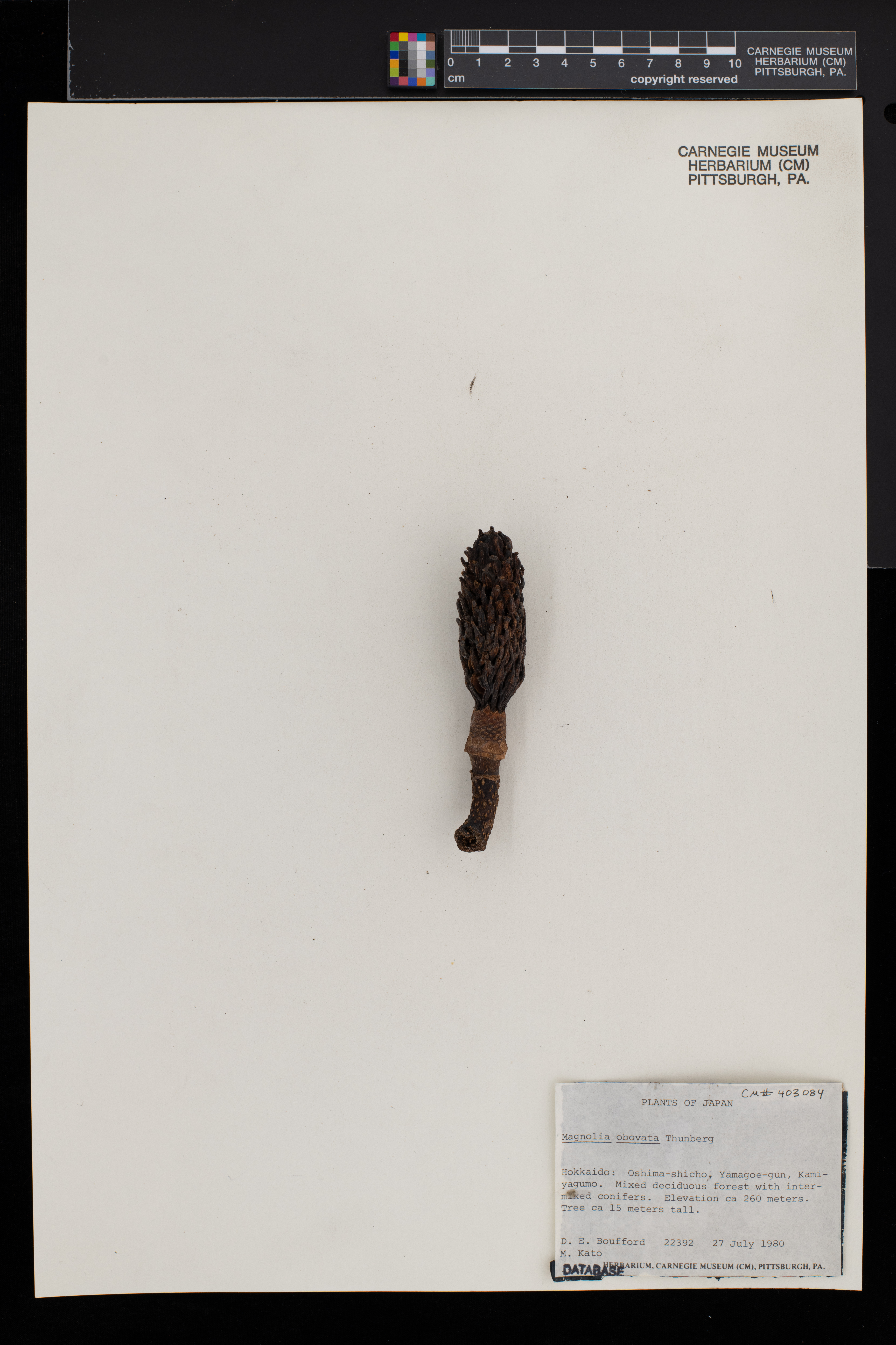 Magnolia obovata image