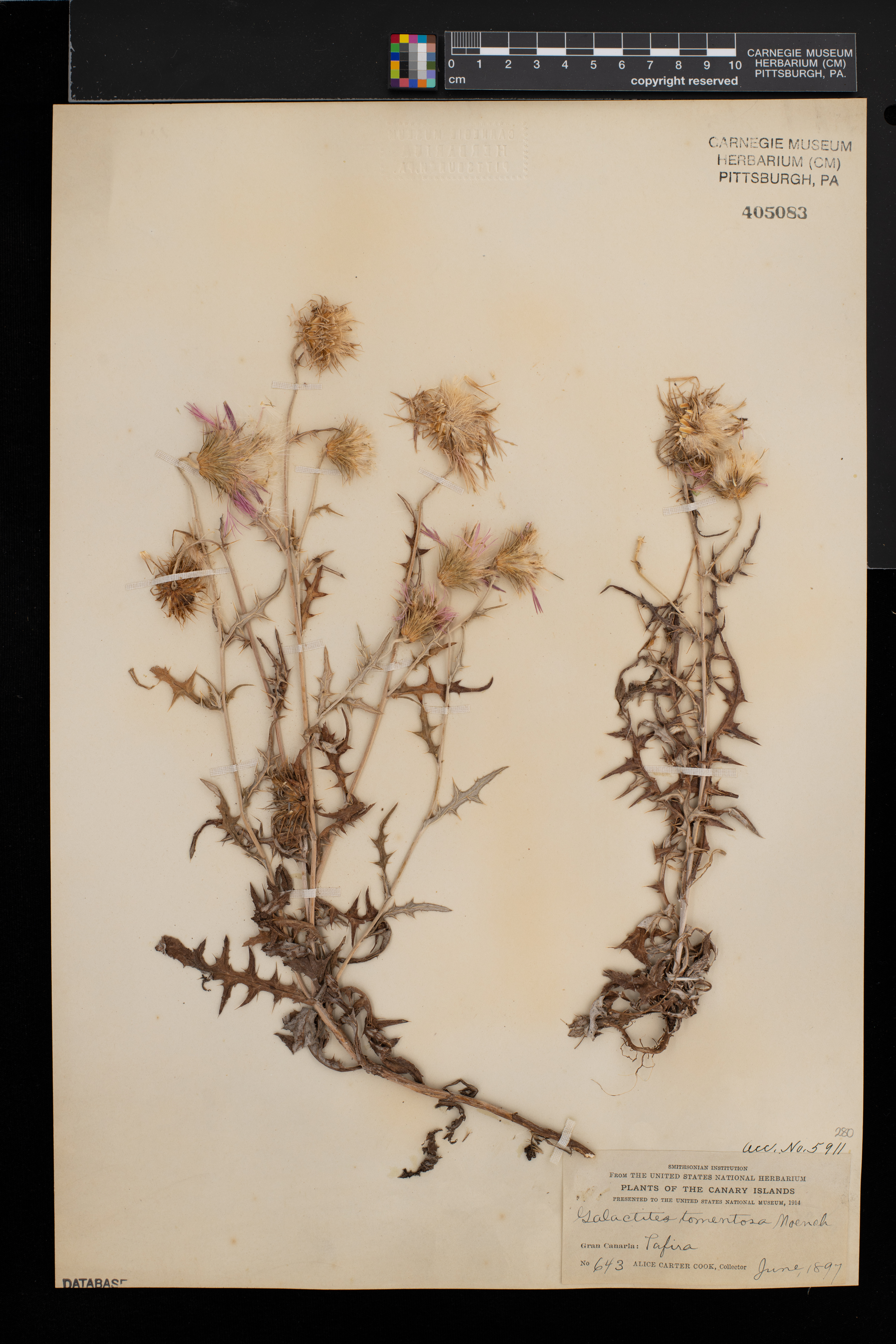 Galactites tomentosa image