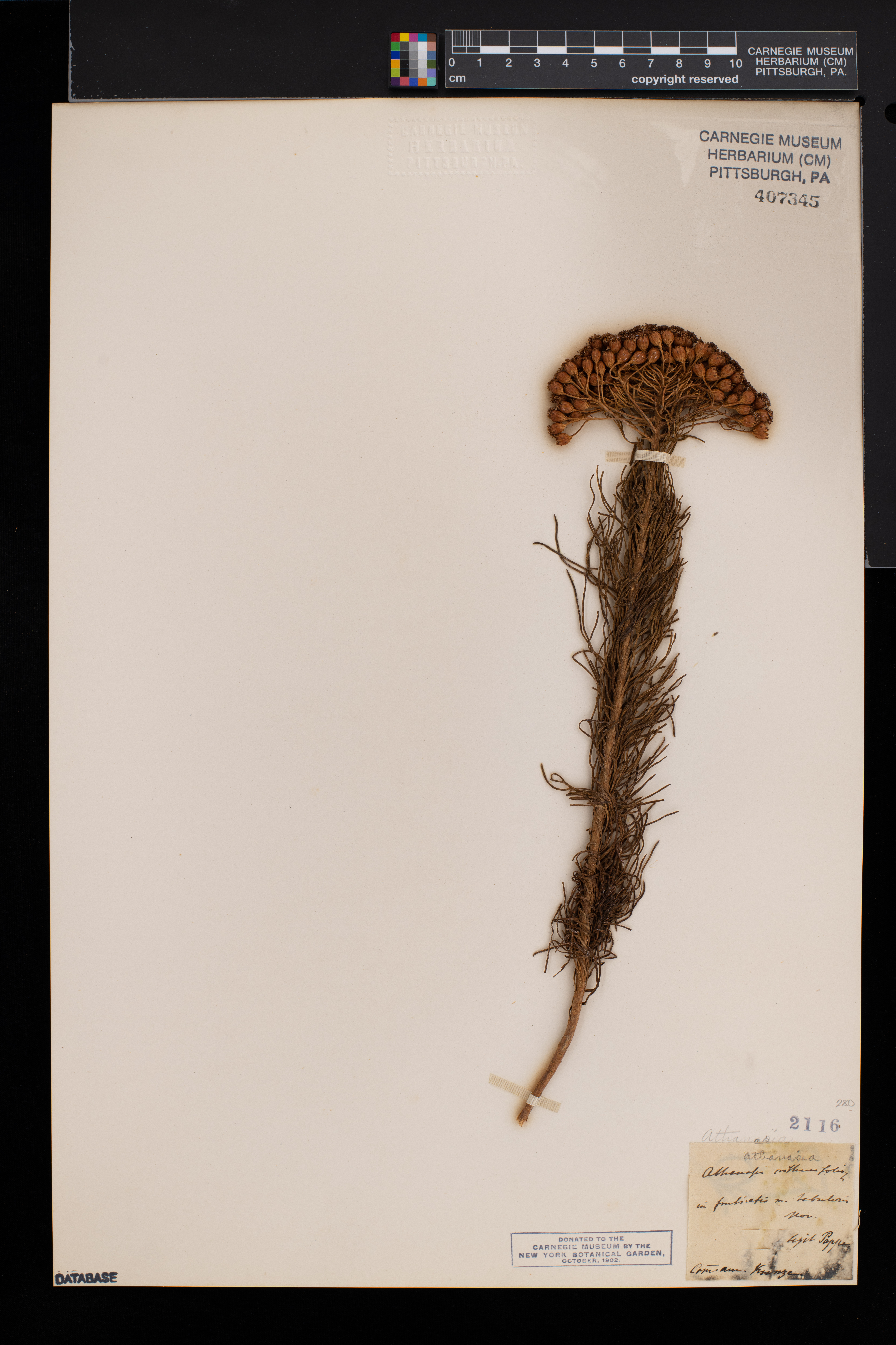 Athanasia crithmifolia image