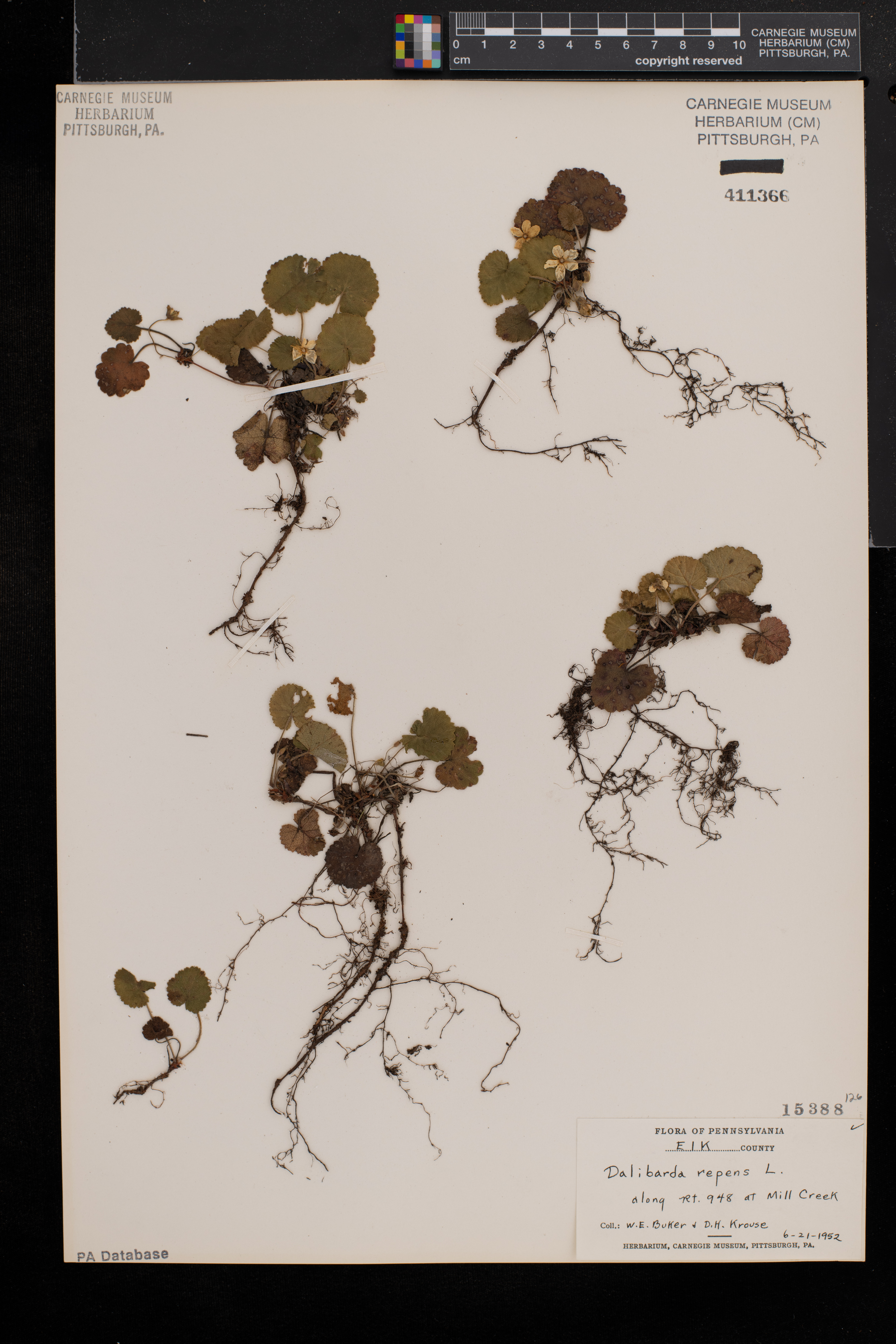Dalibarda repens image