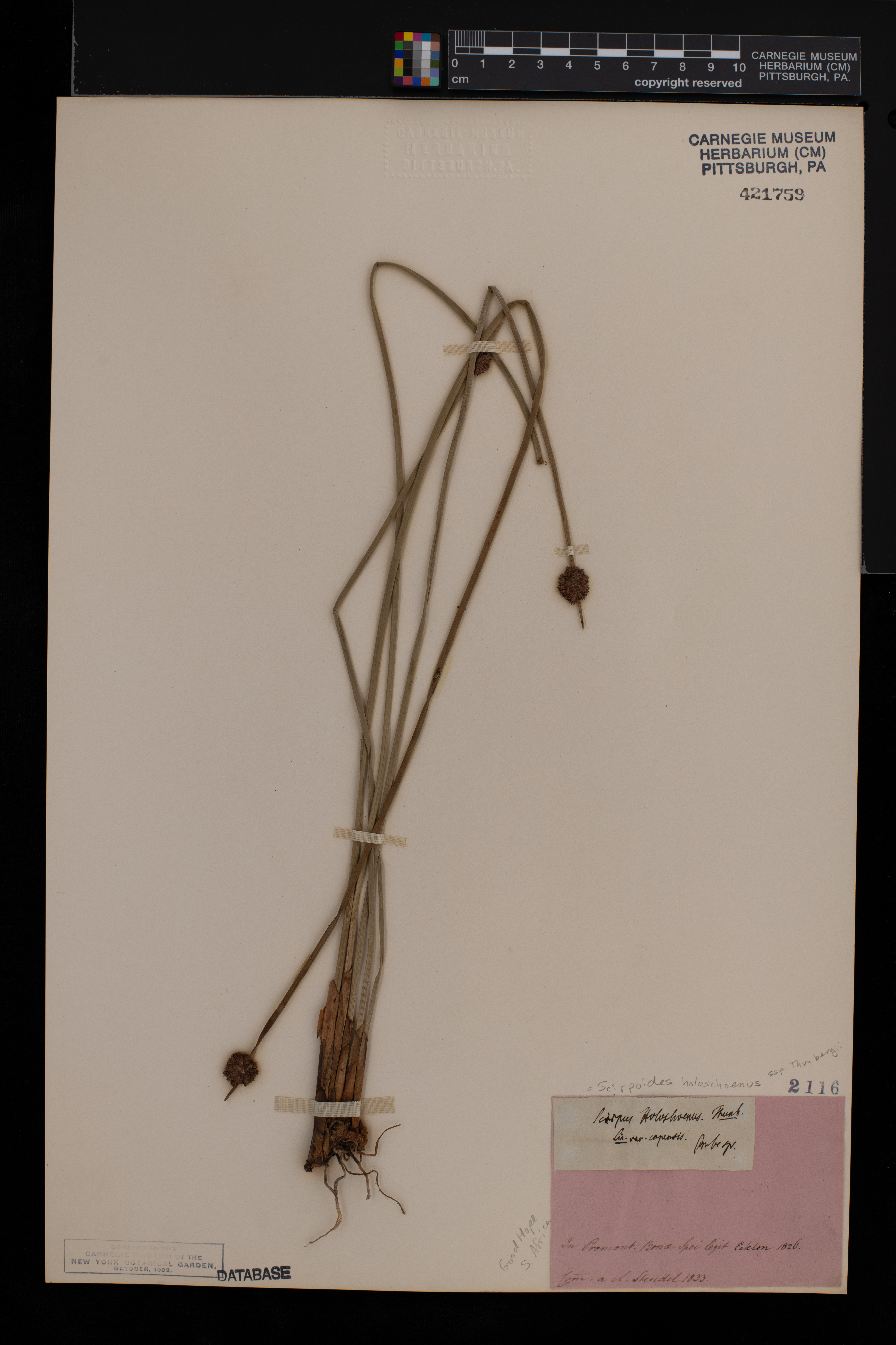 Scirpoides holoschoenus image
