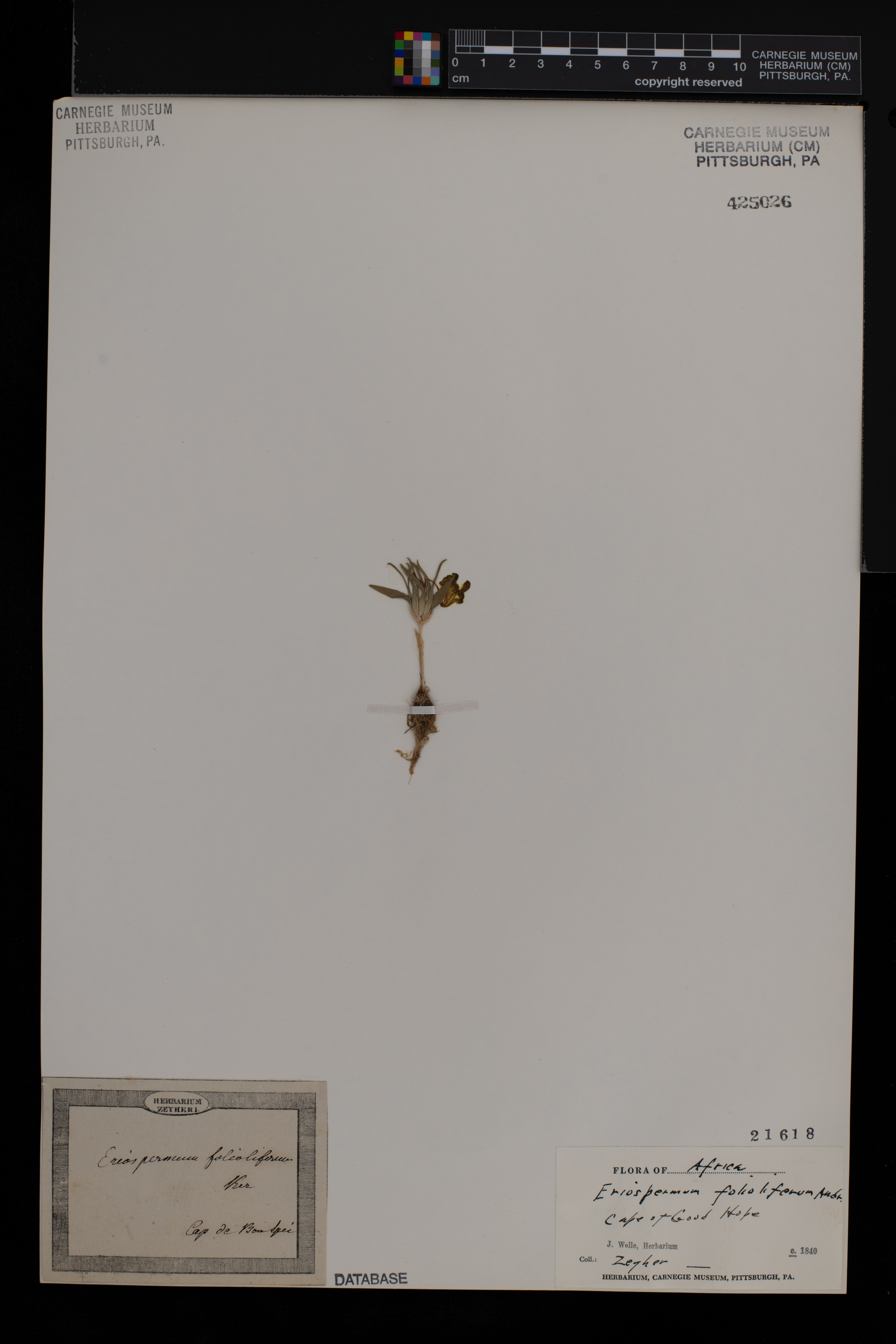 Eriospermum folioliferum image