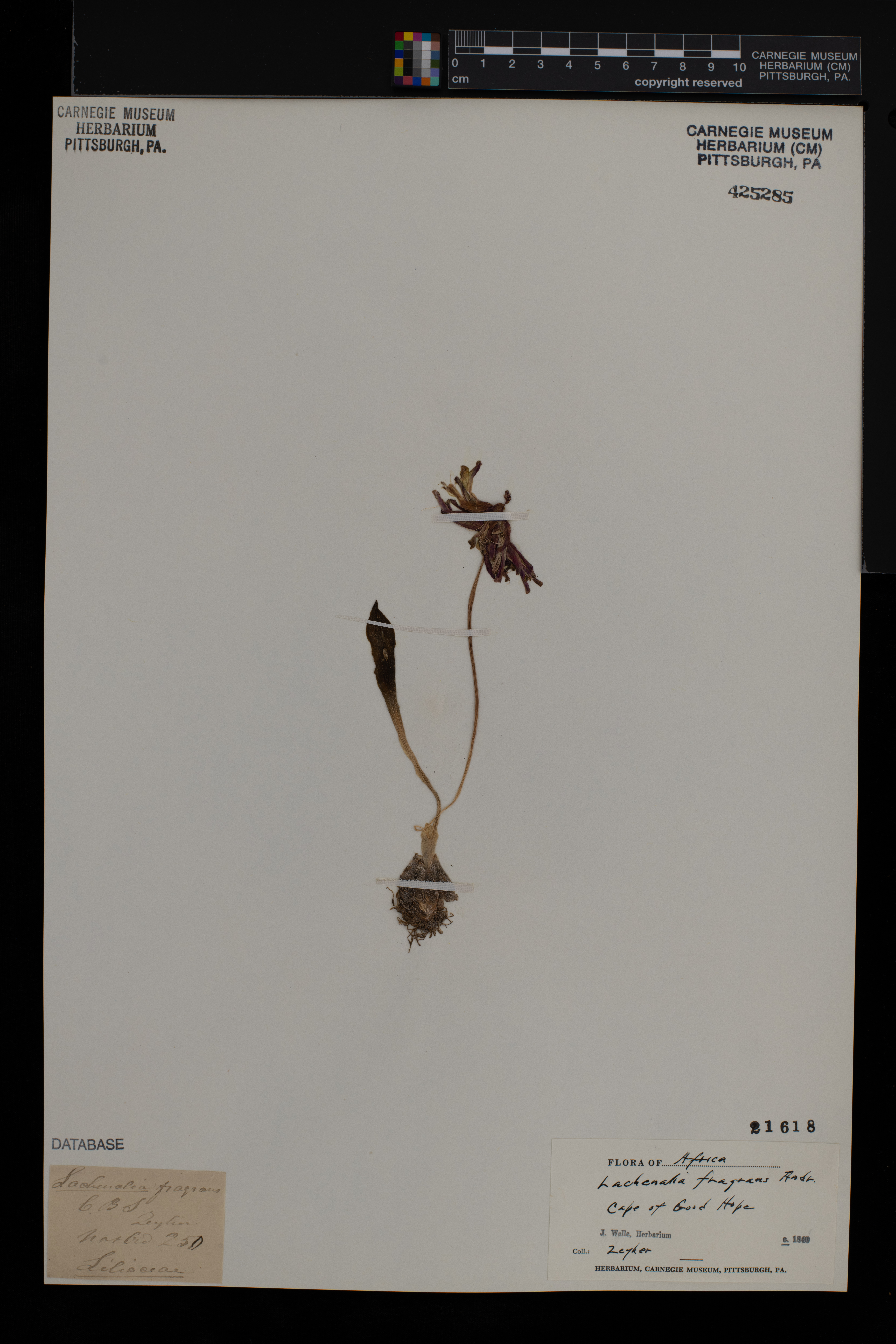 Lachenalia fragrans image
