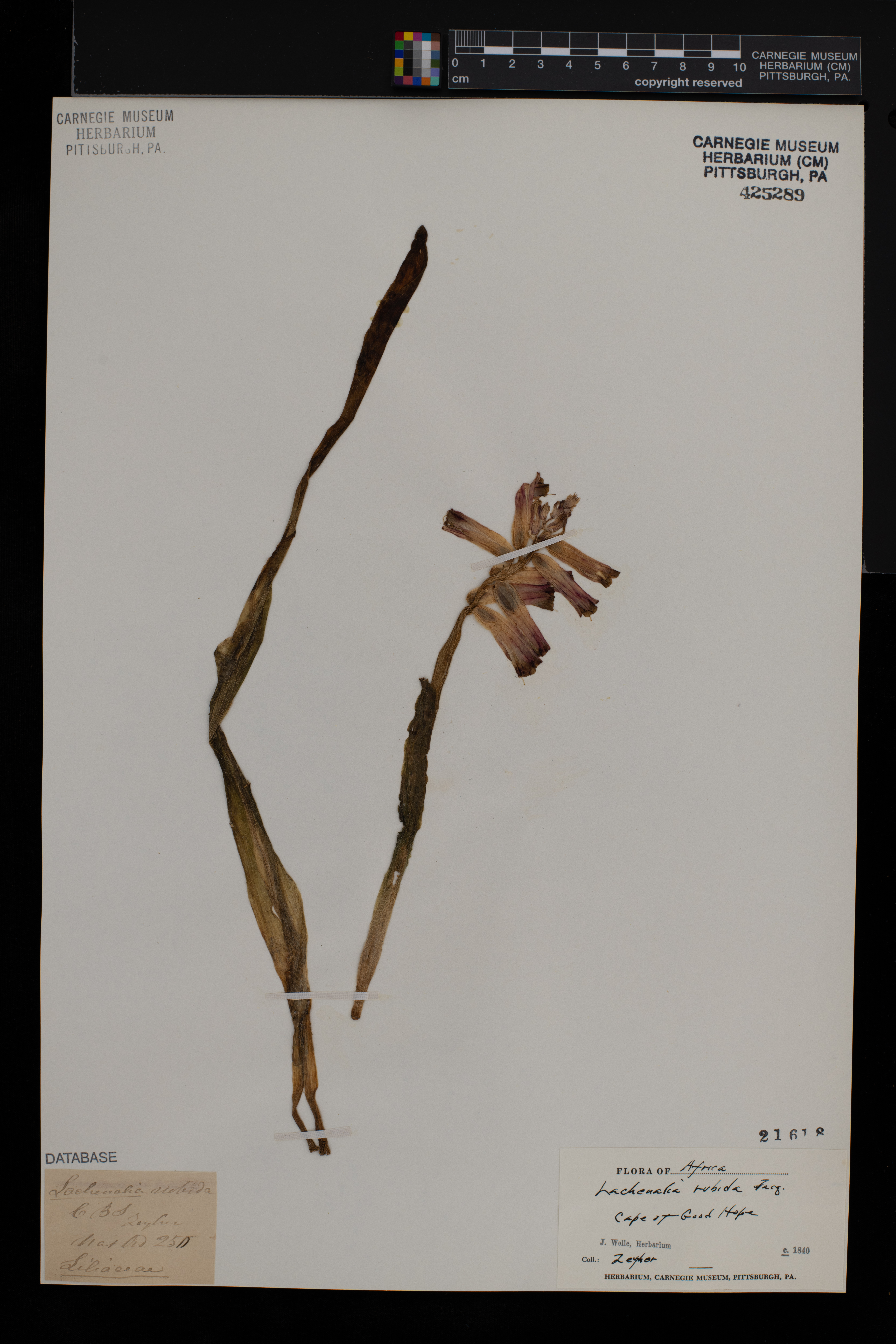 Lachenalia punctata image