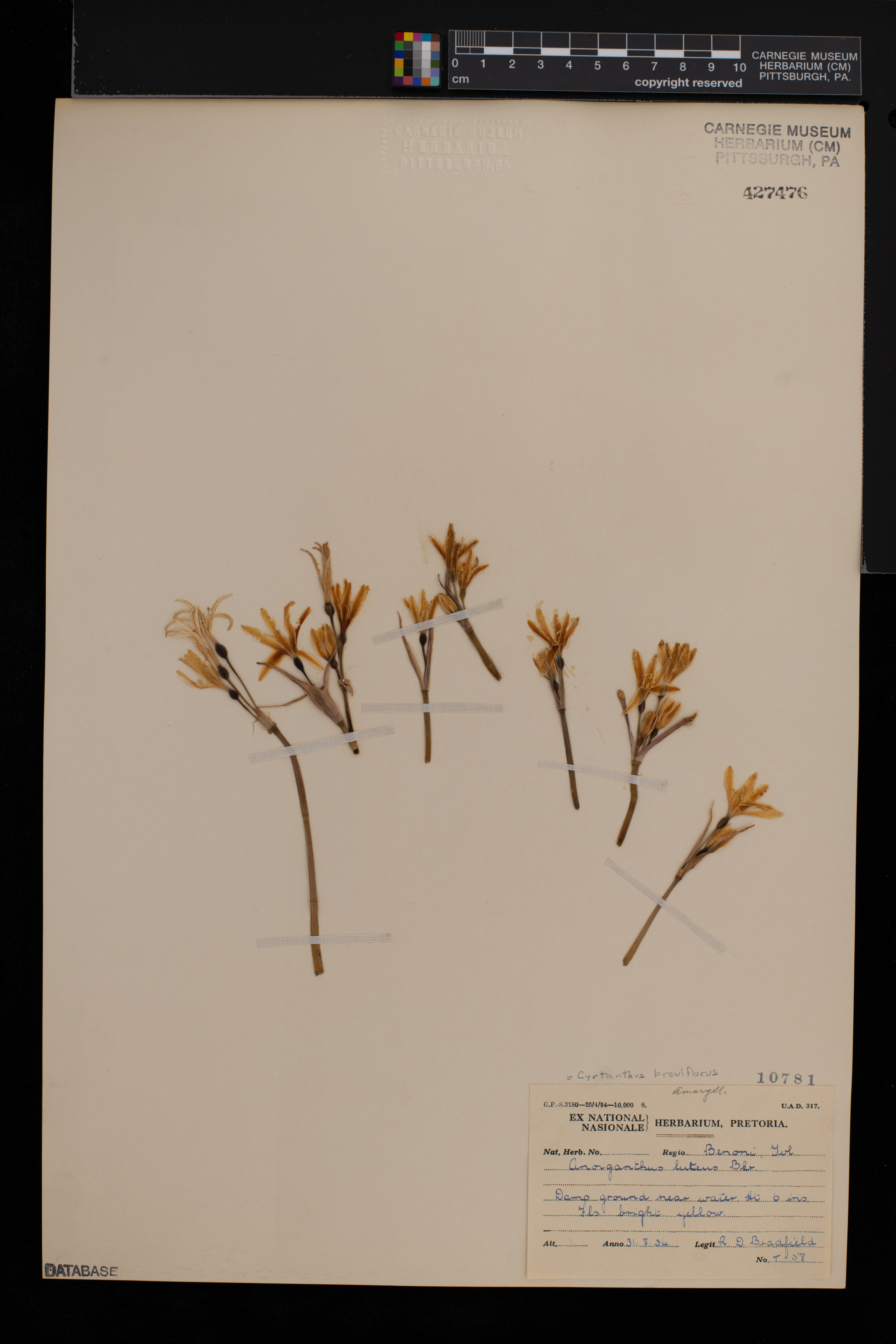 Cyrtanthus breviflorus image