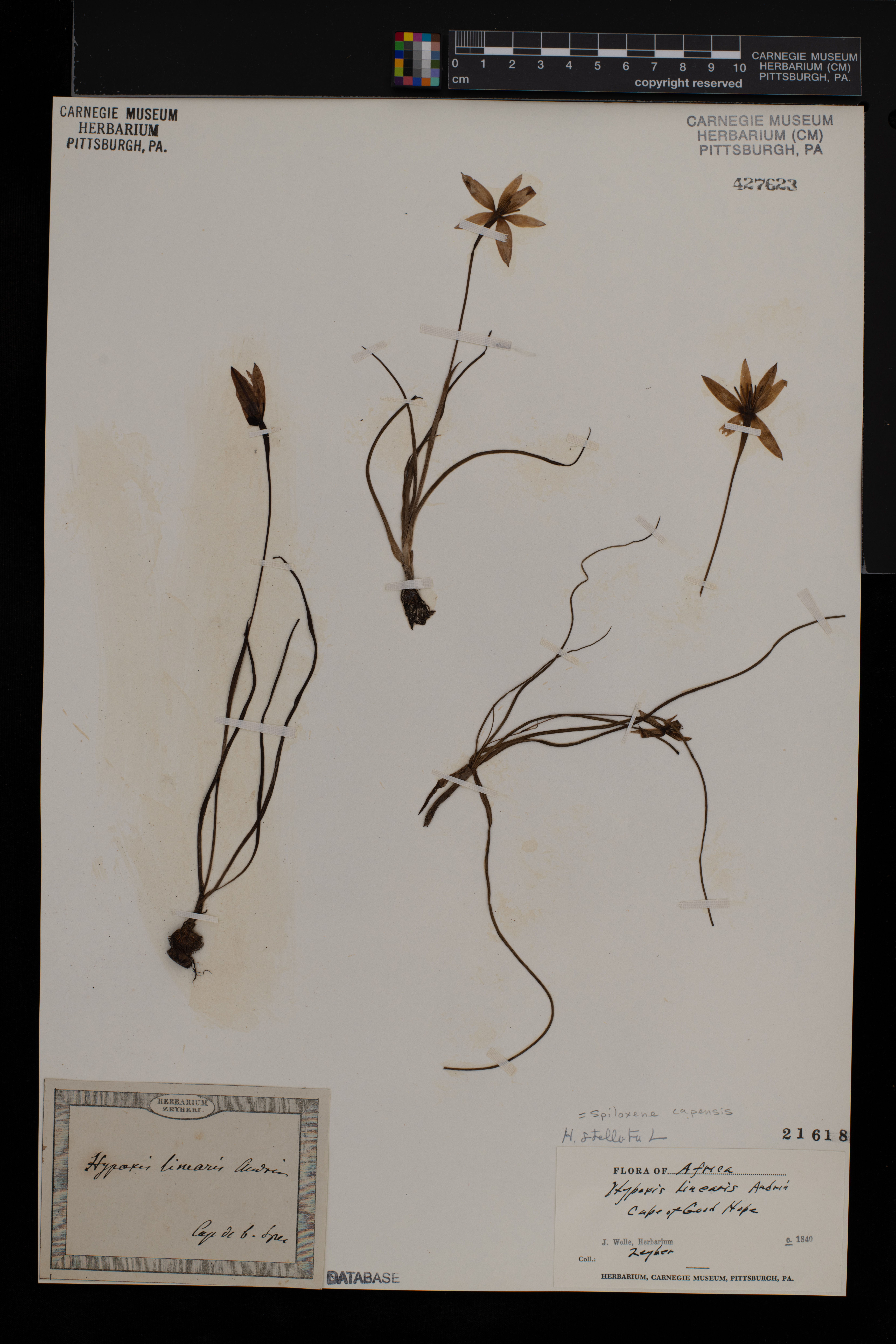 Pauridia capensis image