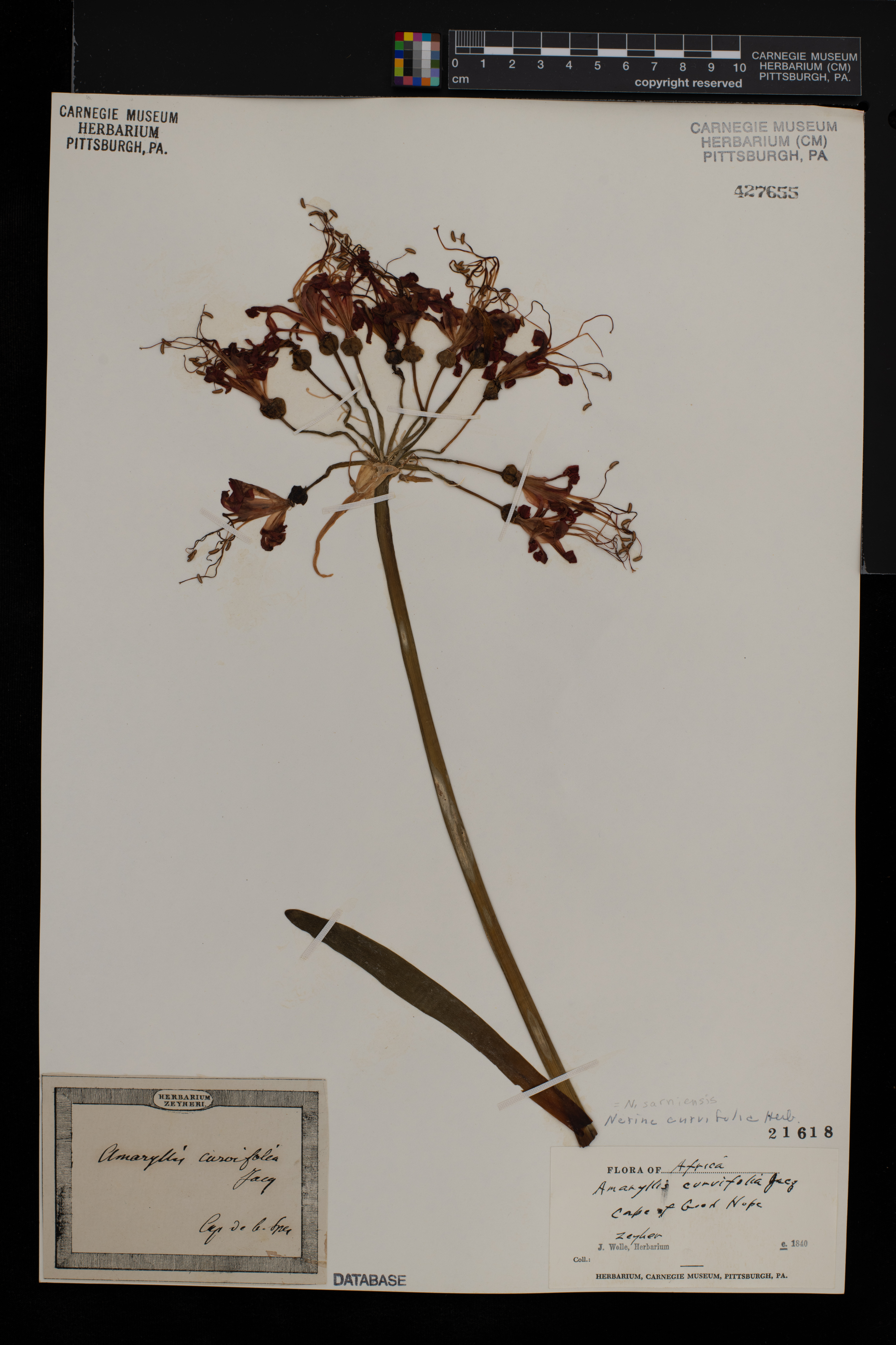 Nerine sarniensis image