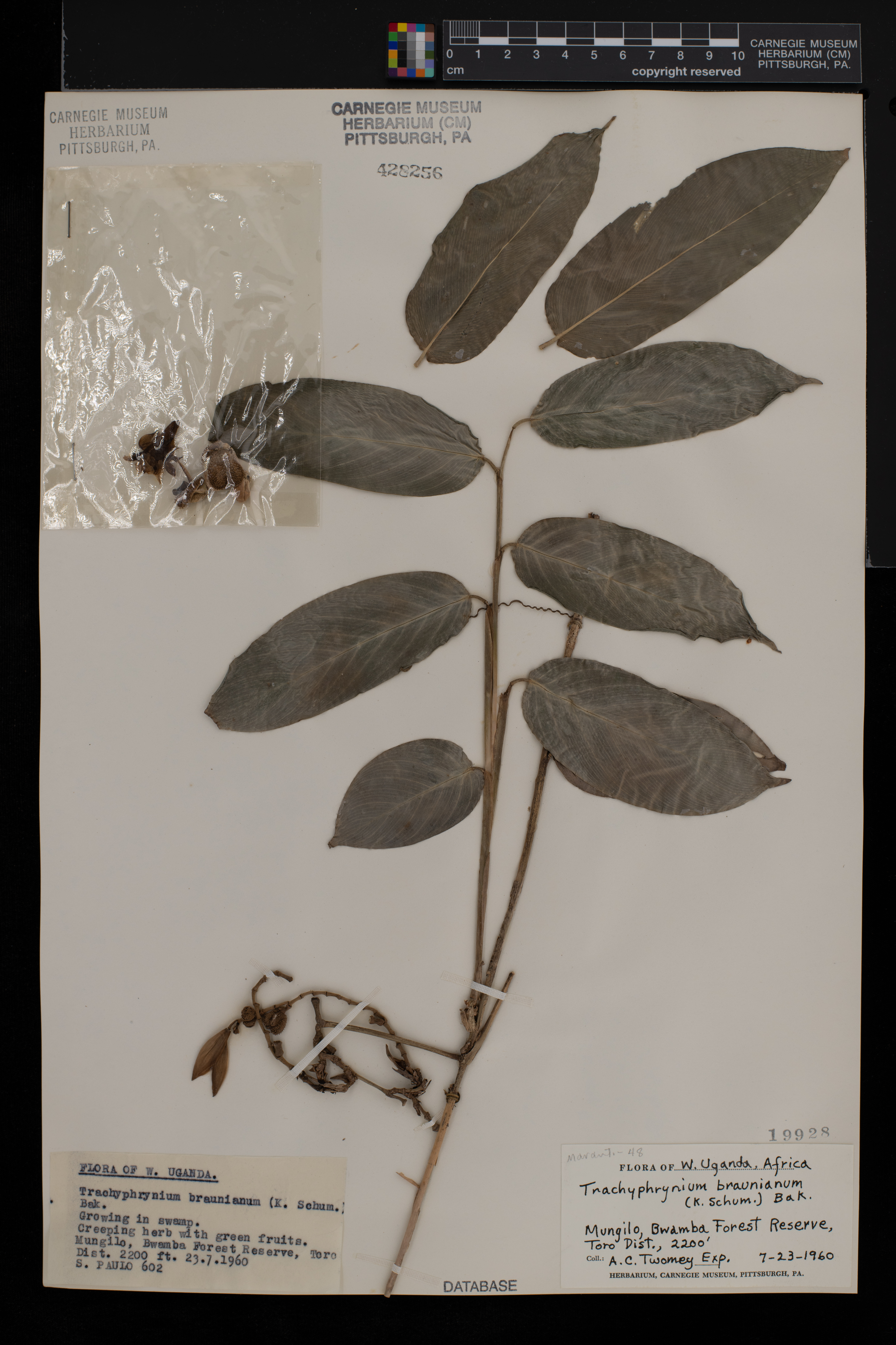 Trachyphrynium braunianum image