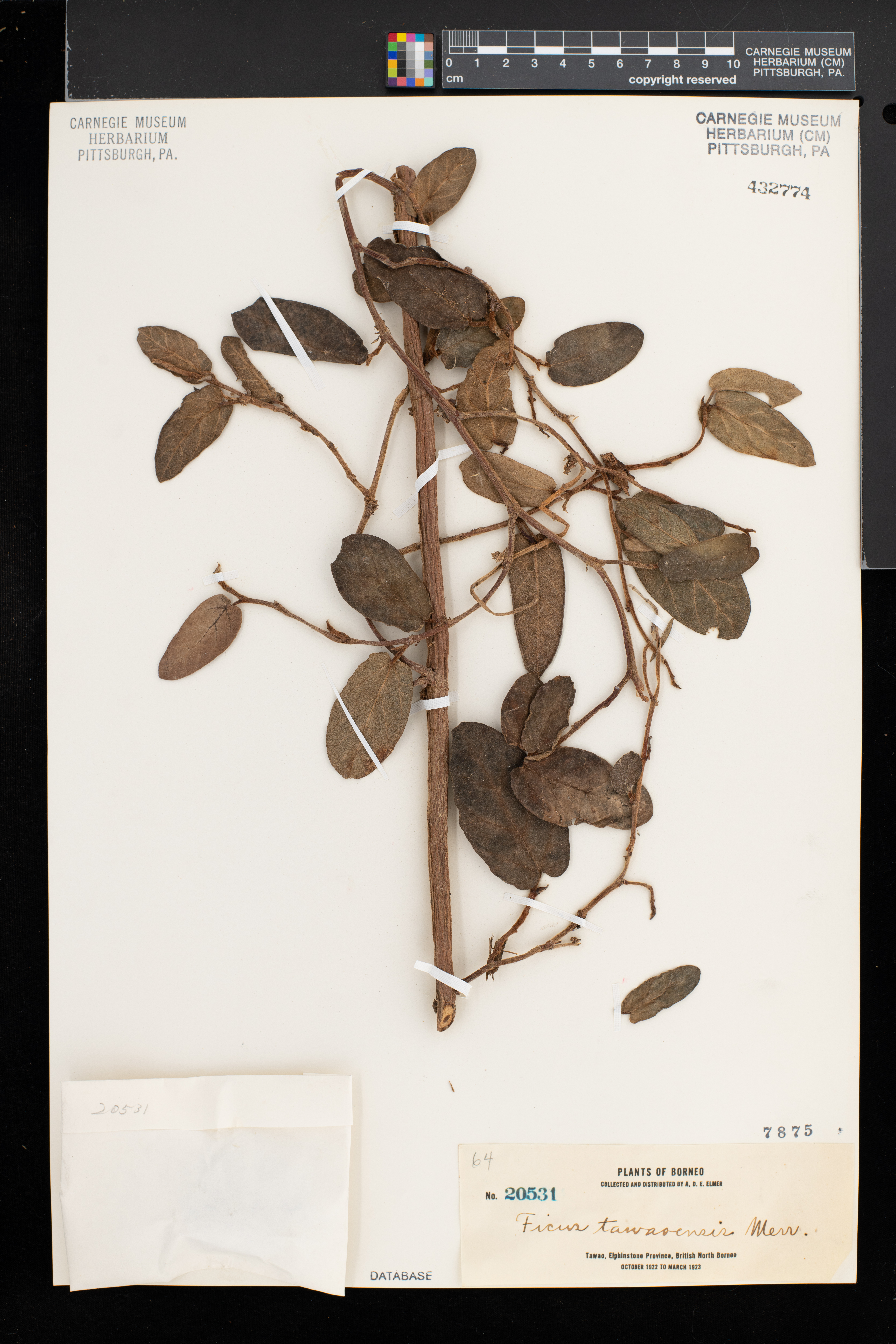 Ficus trichocarpa image