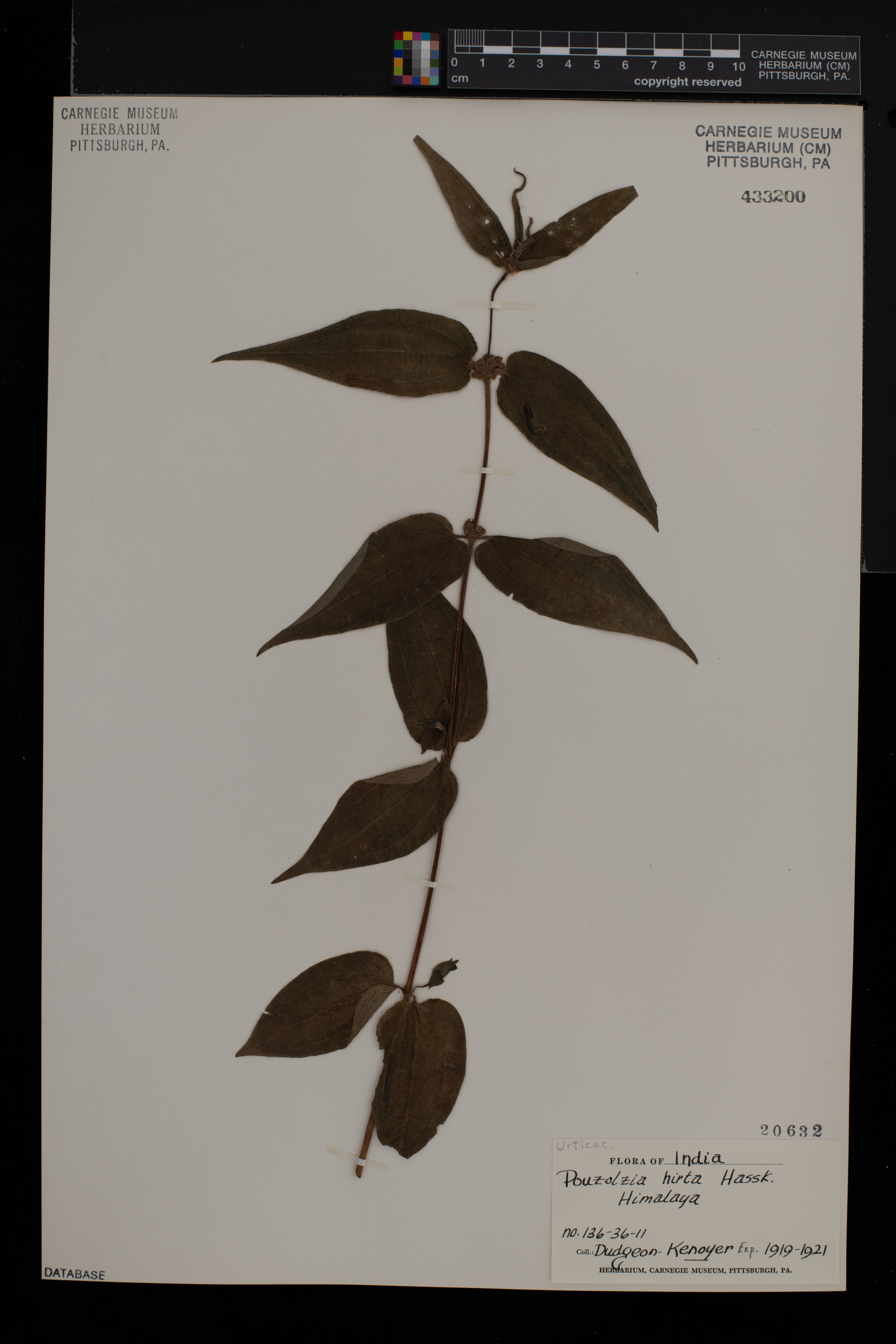Gonostegia triandra image