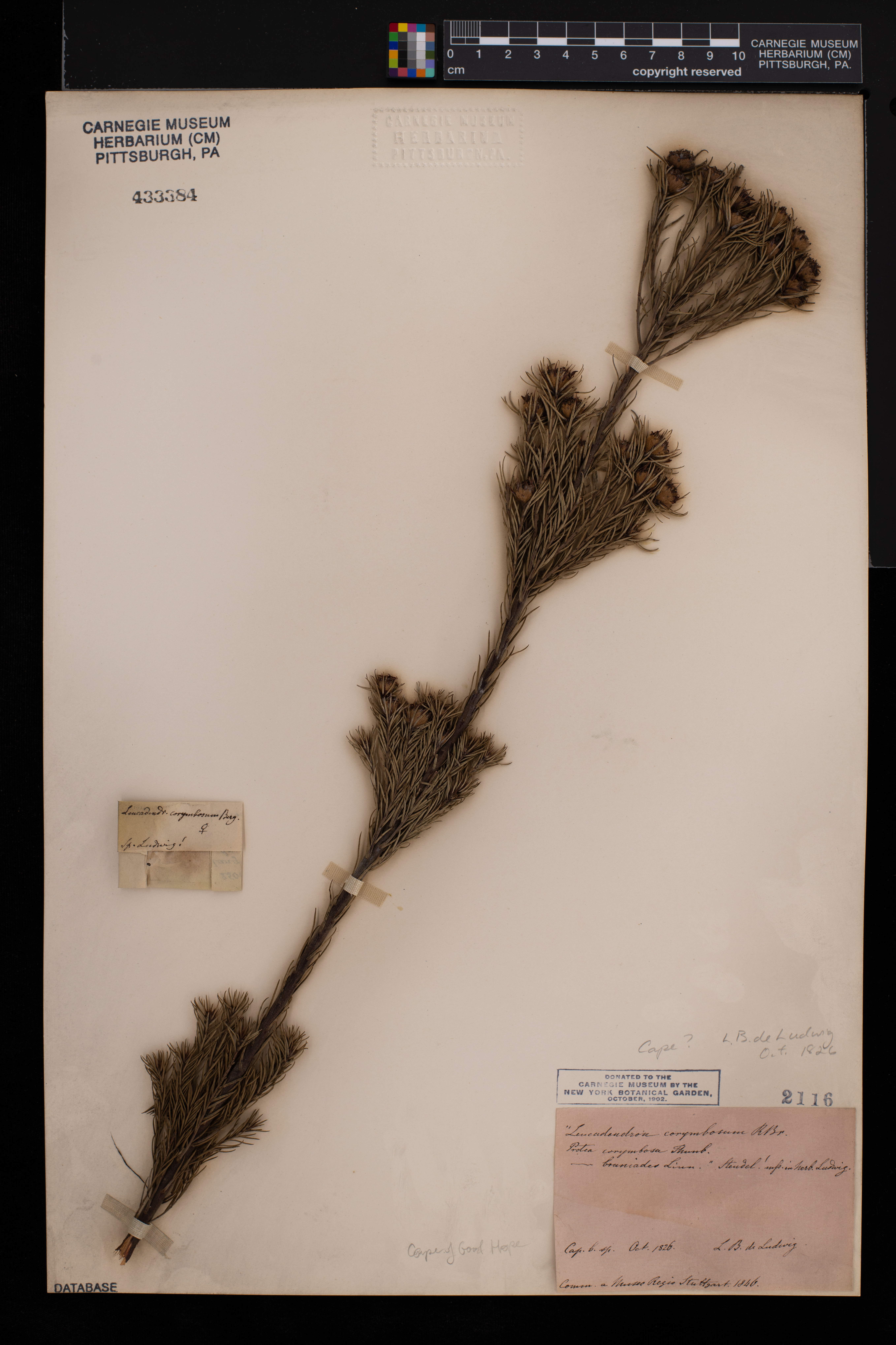 Leucadendron corymbosum image