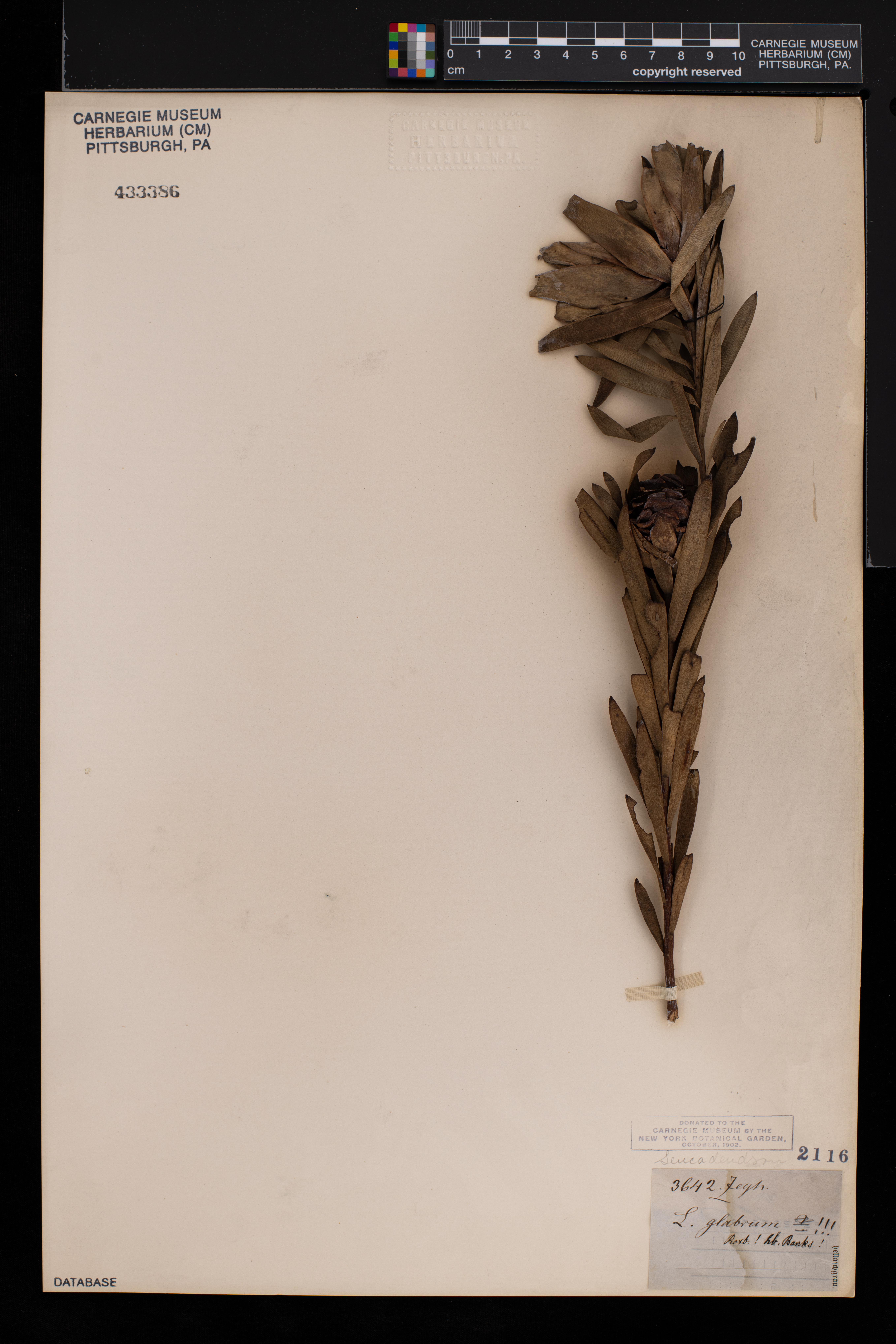 Leucadendron spissifolium subsp. spissifolium image