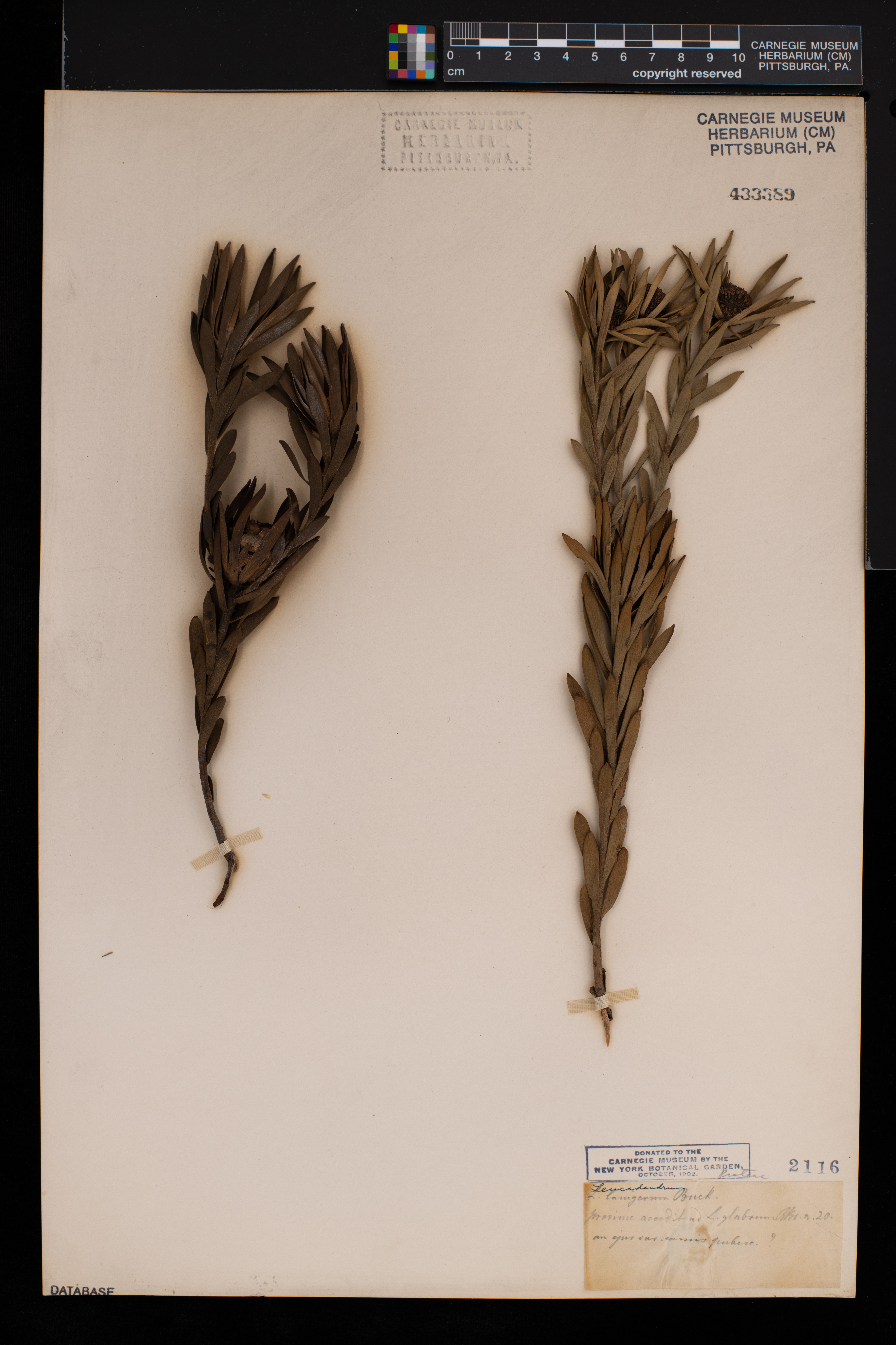 Leucadendron lanigerum image