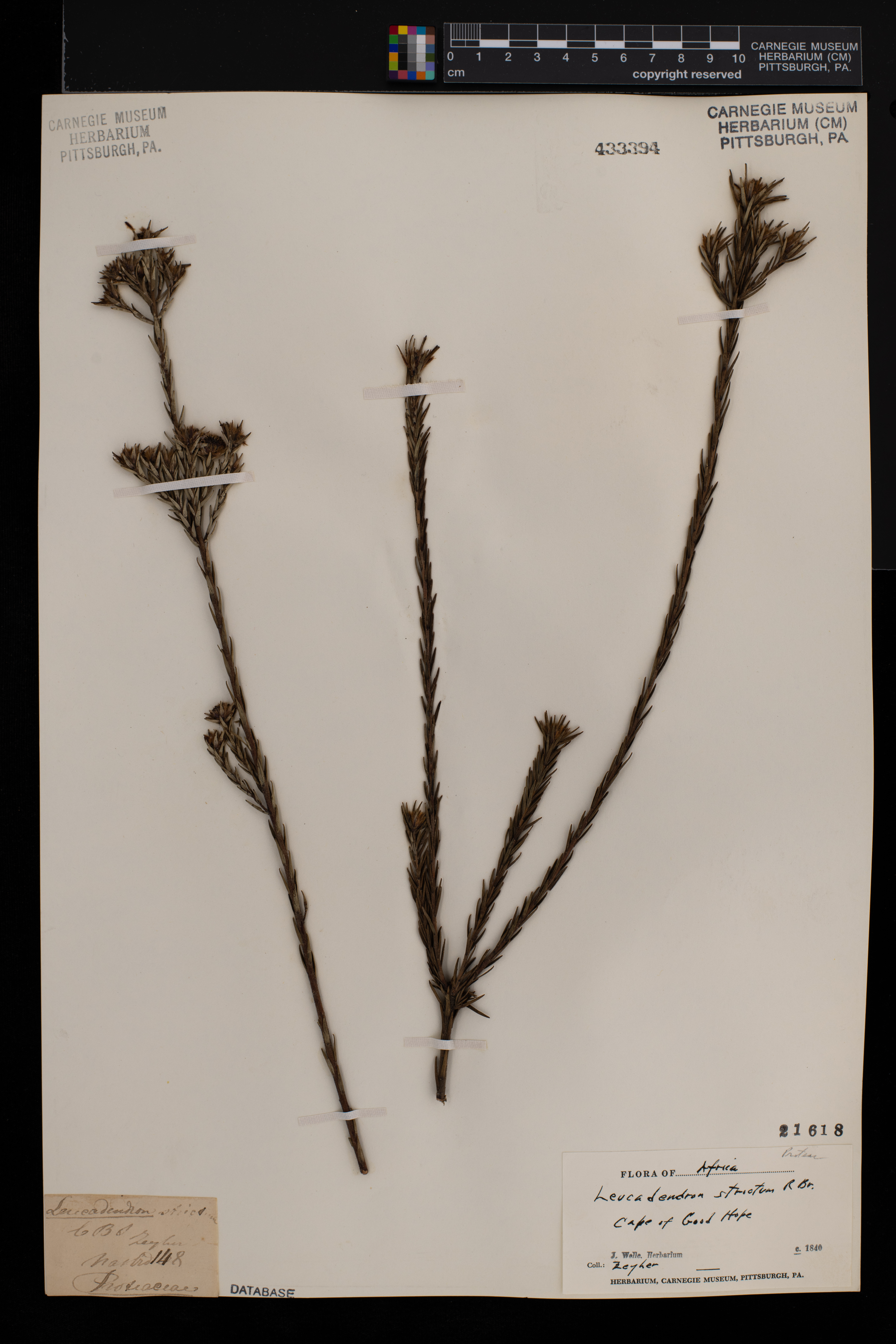 Leucadendron strictum image