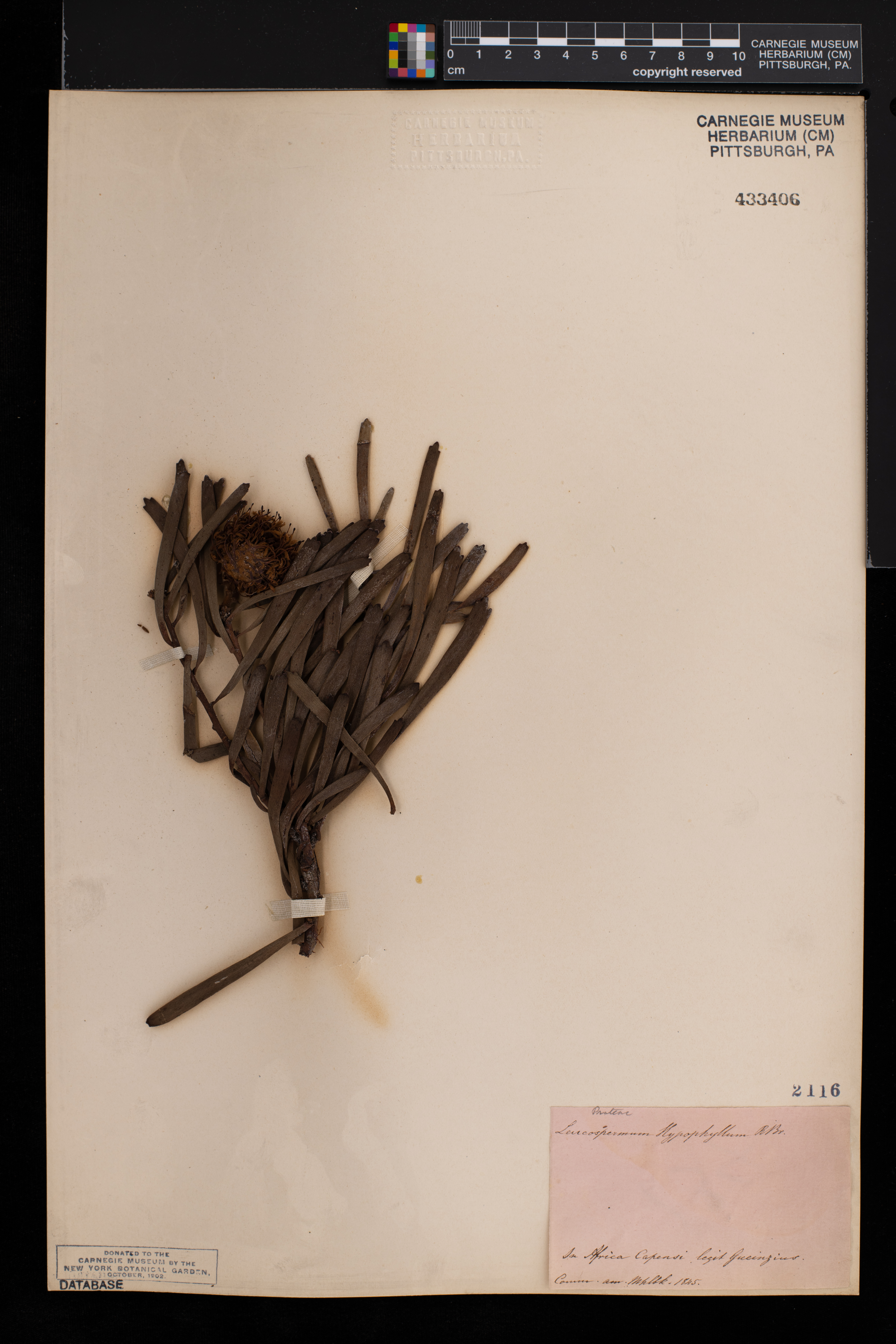 Leucospermum hypophyllocarpodendron image