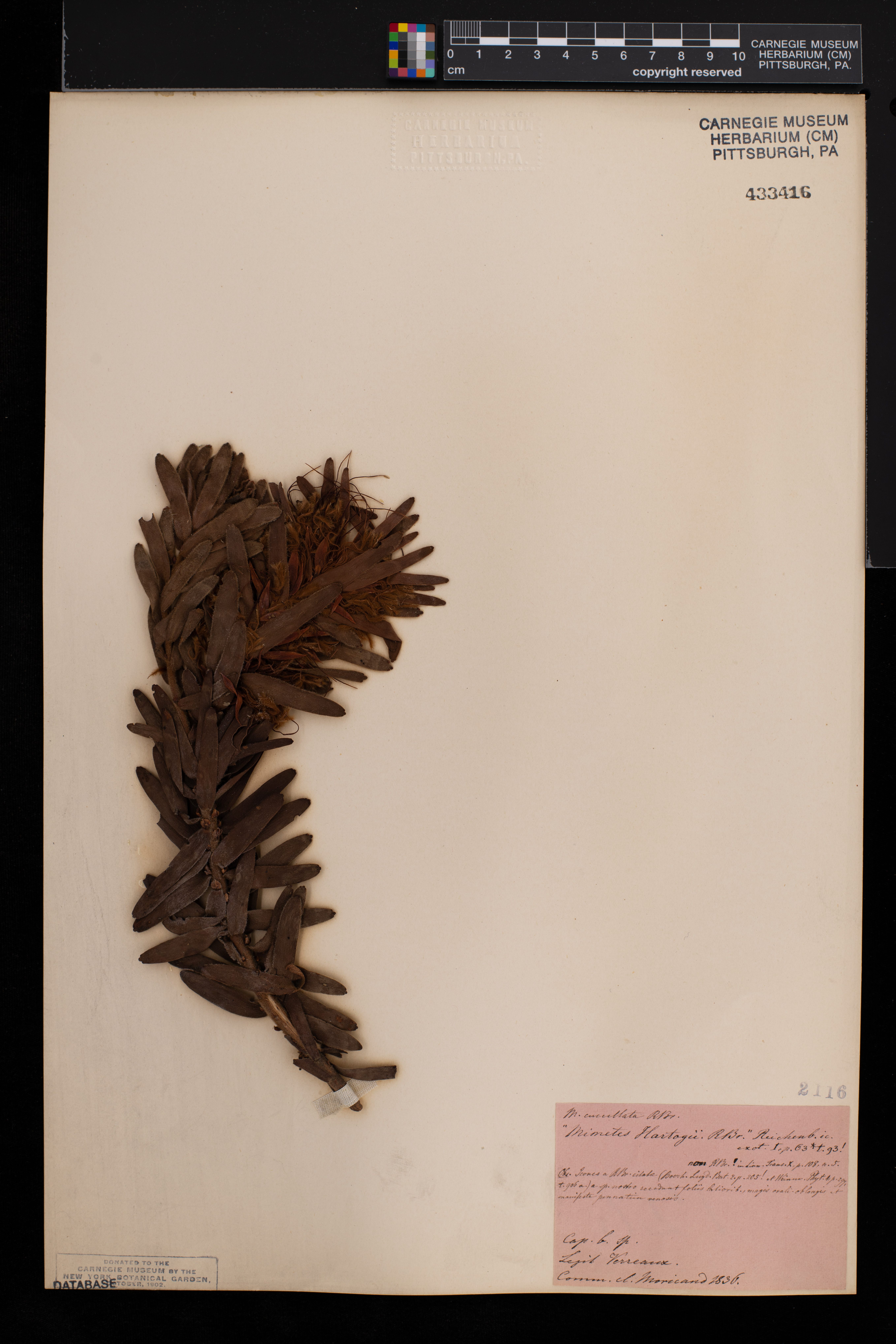 Mimetes fimbriifolius image