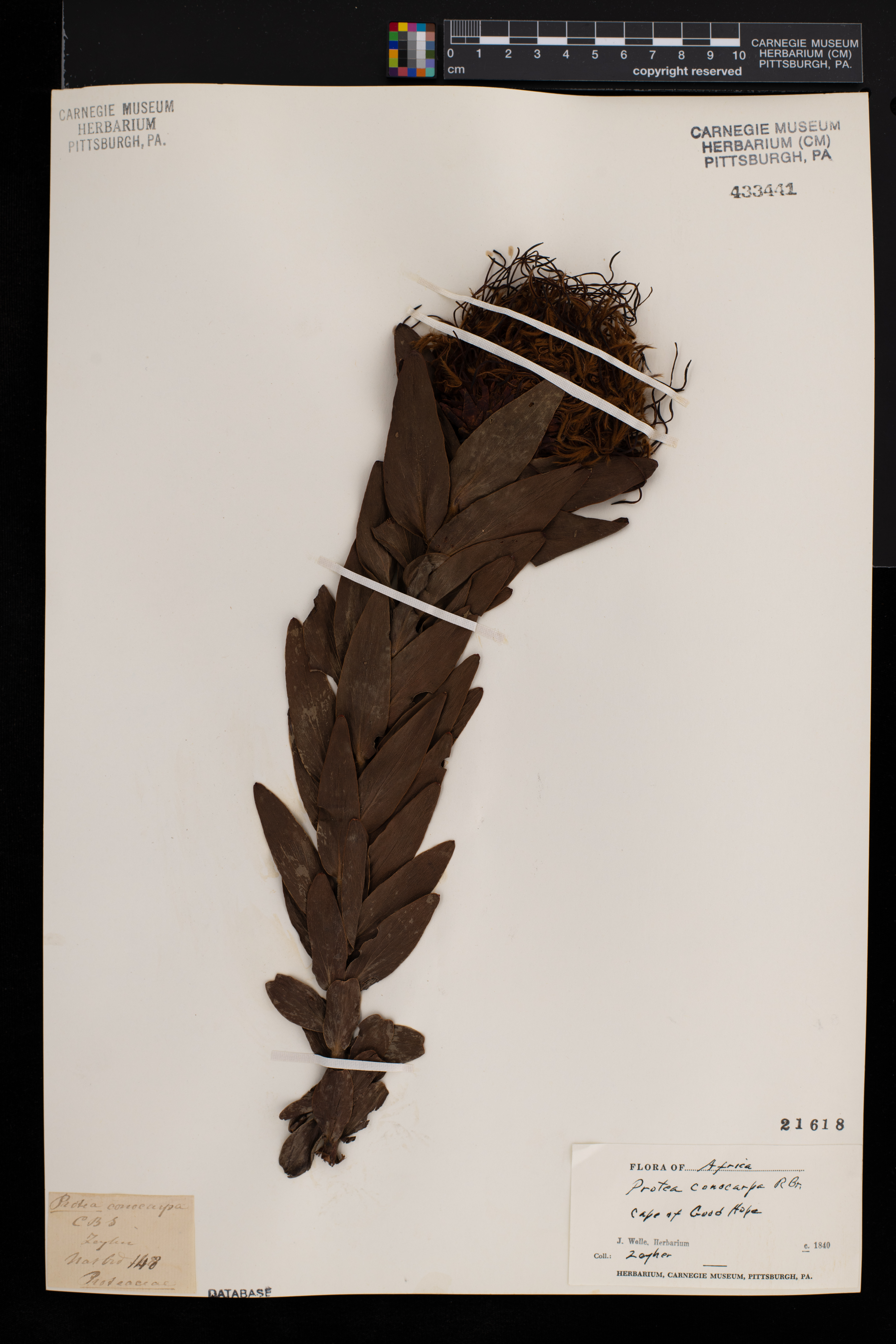 Protea conocarpa image