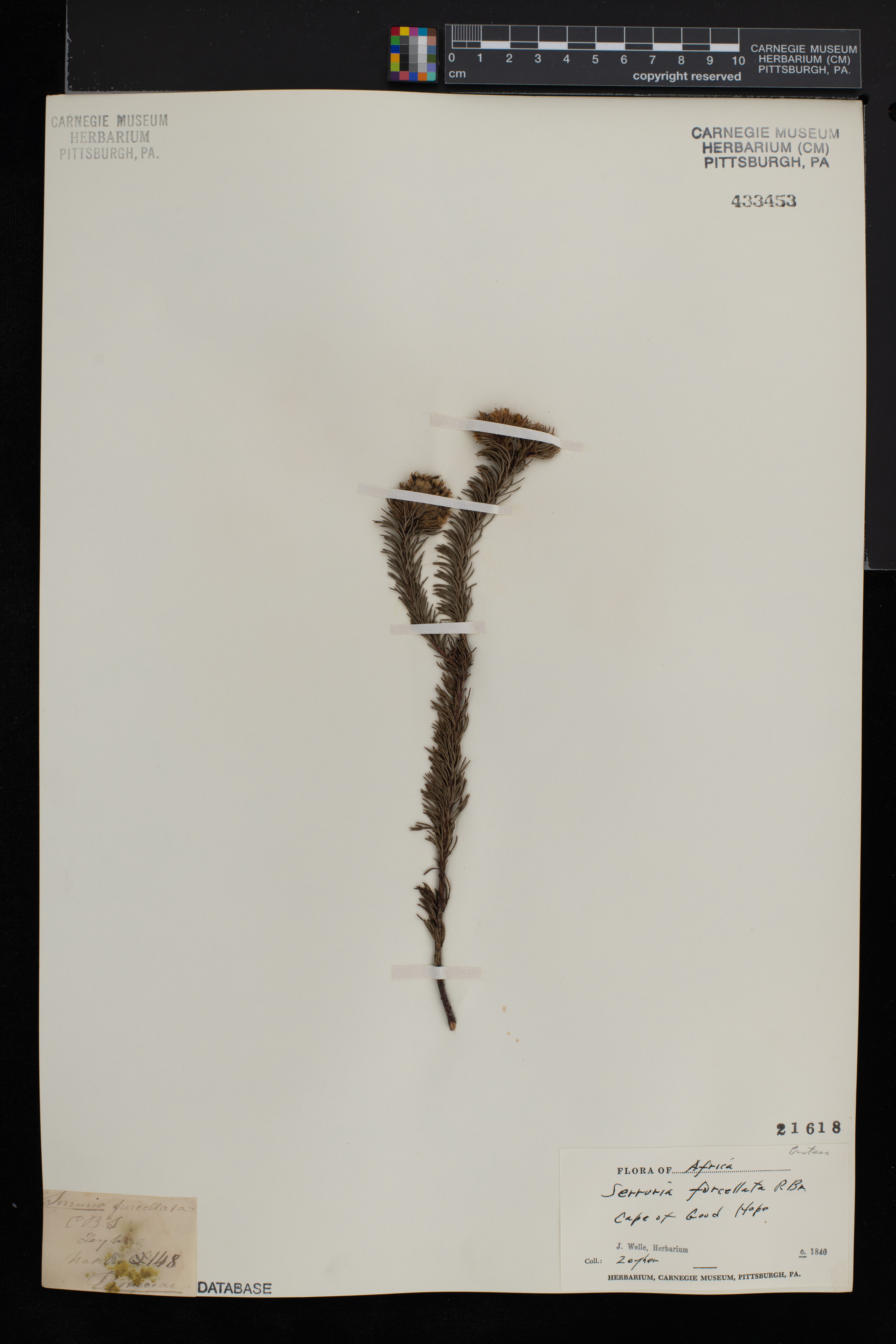 Serruria furcellata image