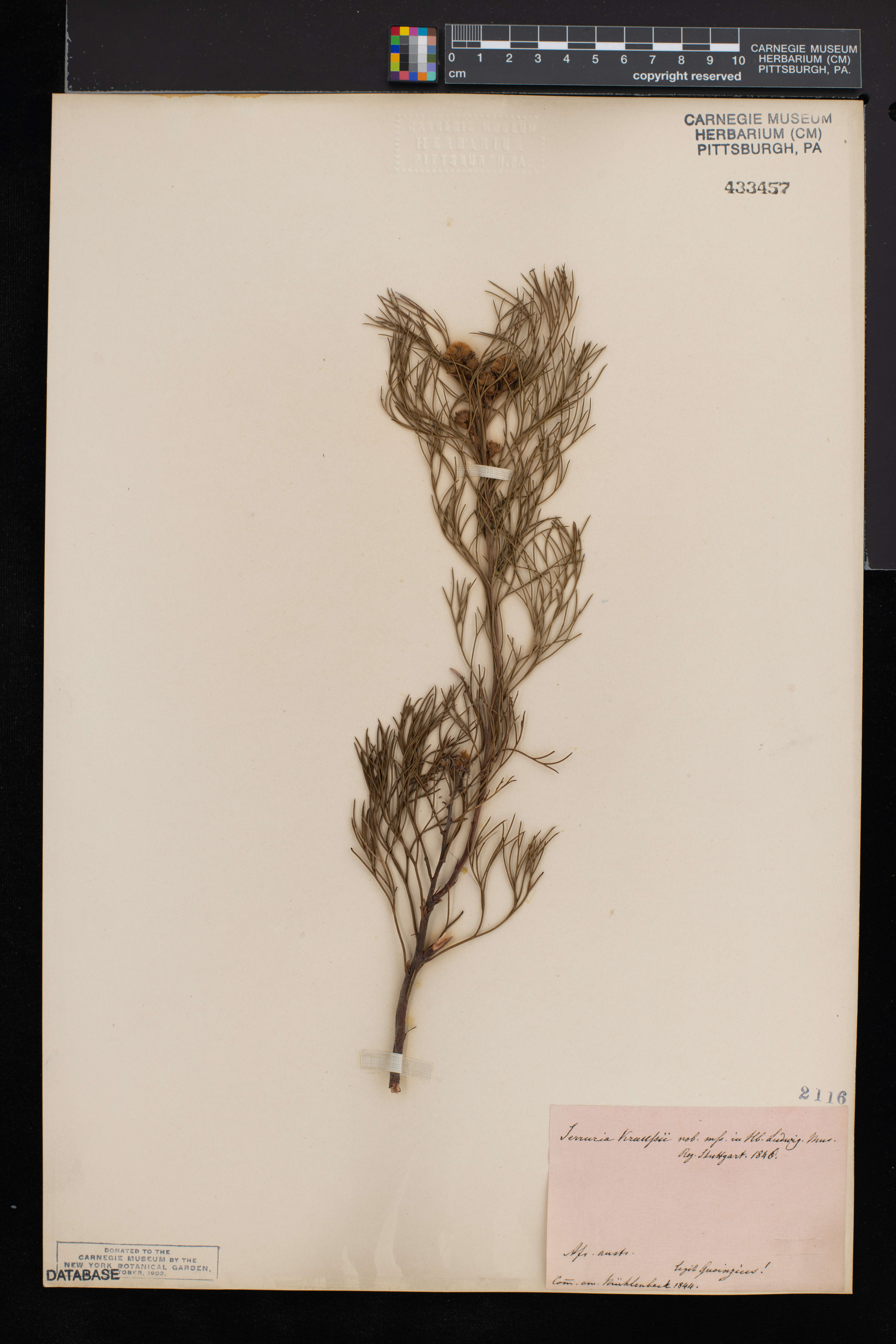 Serruria kraussii image