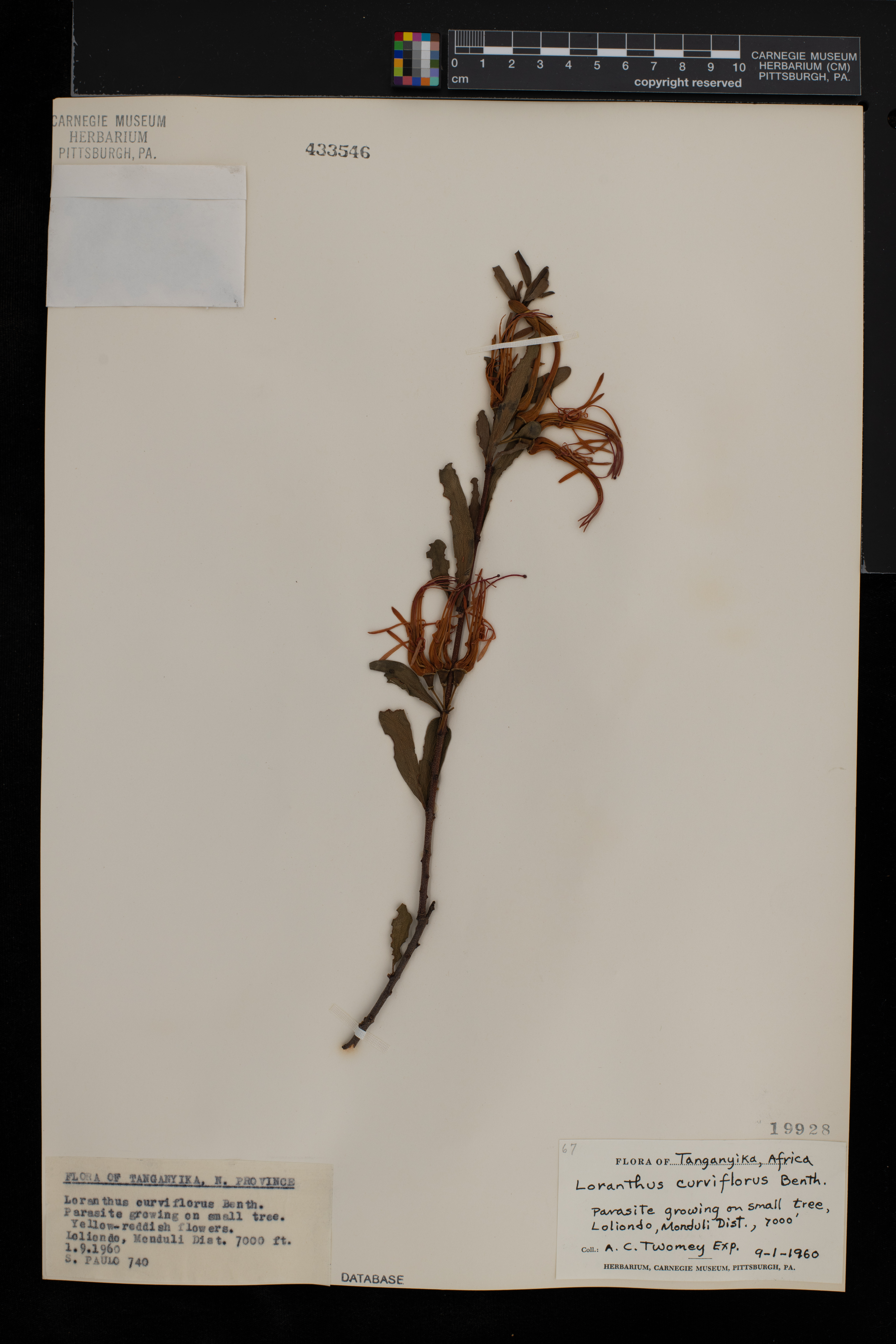 Plicosepalus curviflorus image