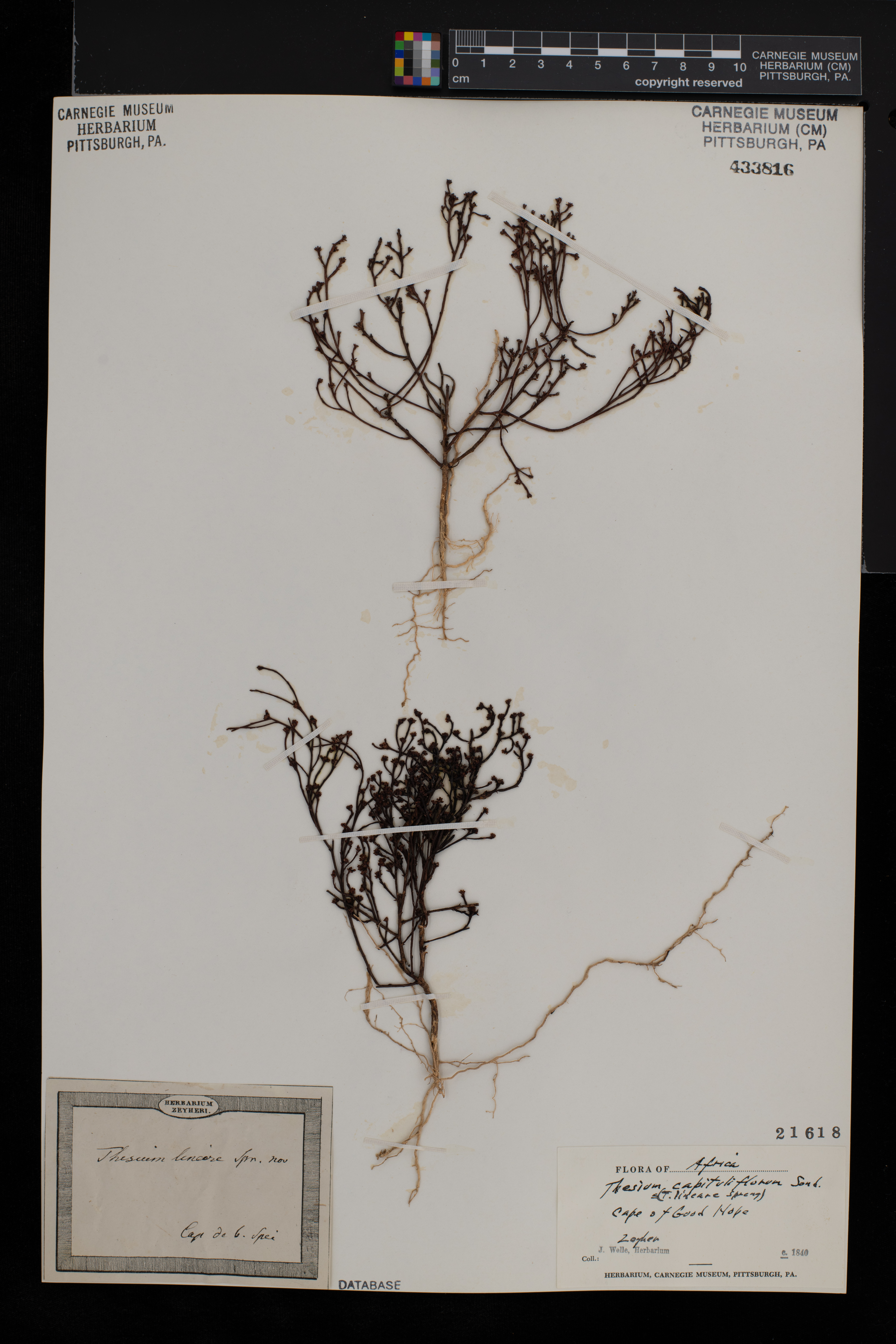Thesium capituliflorum image