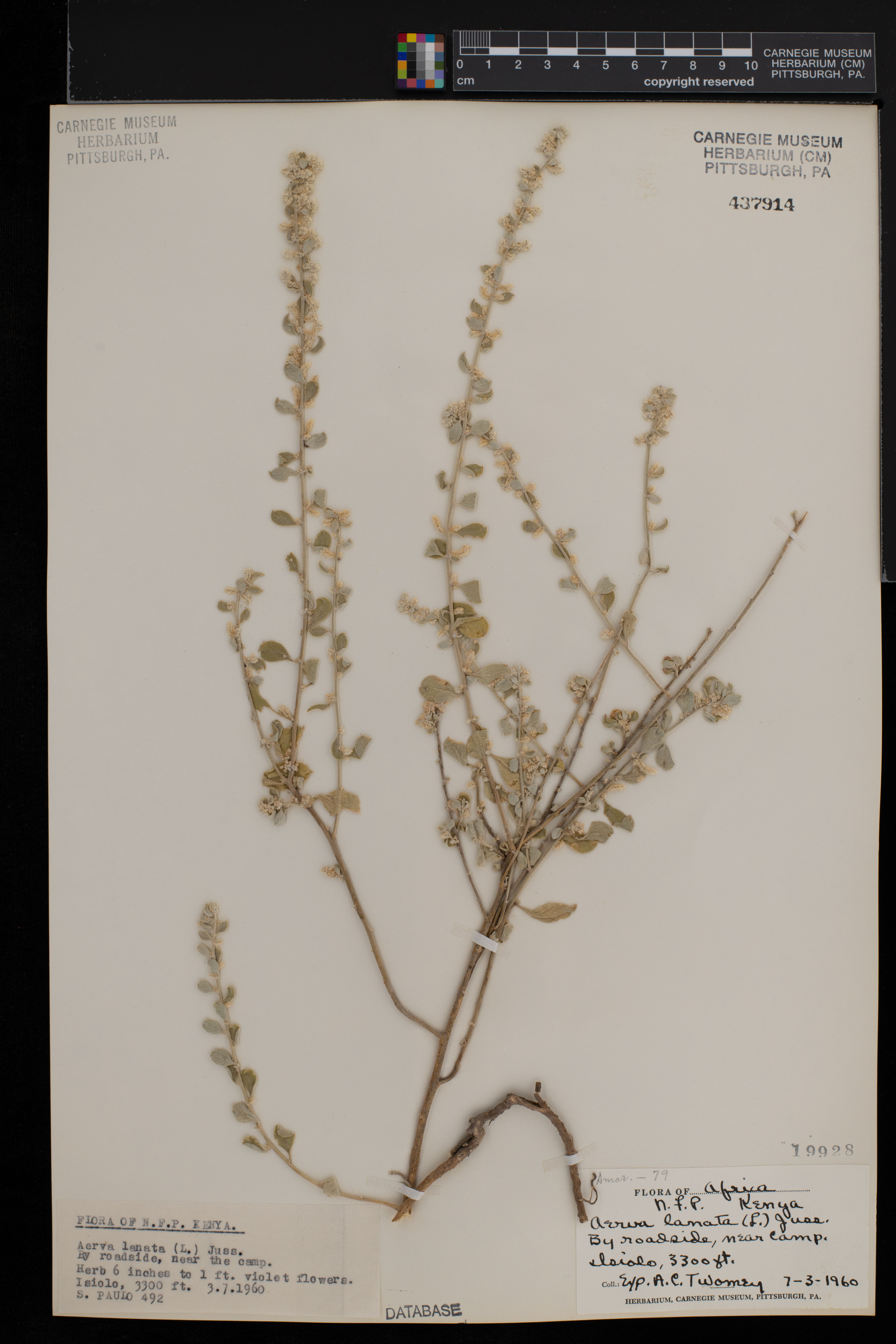 Aerva lanata image