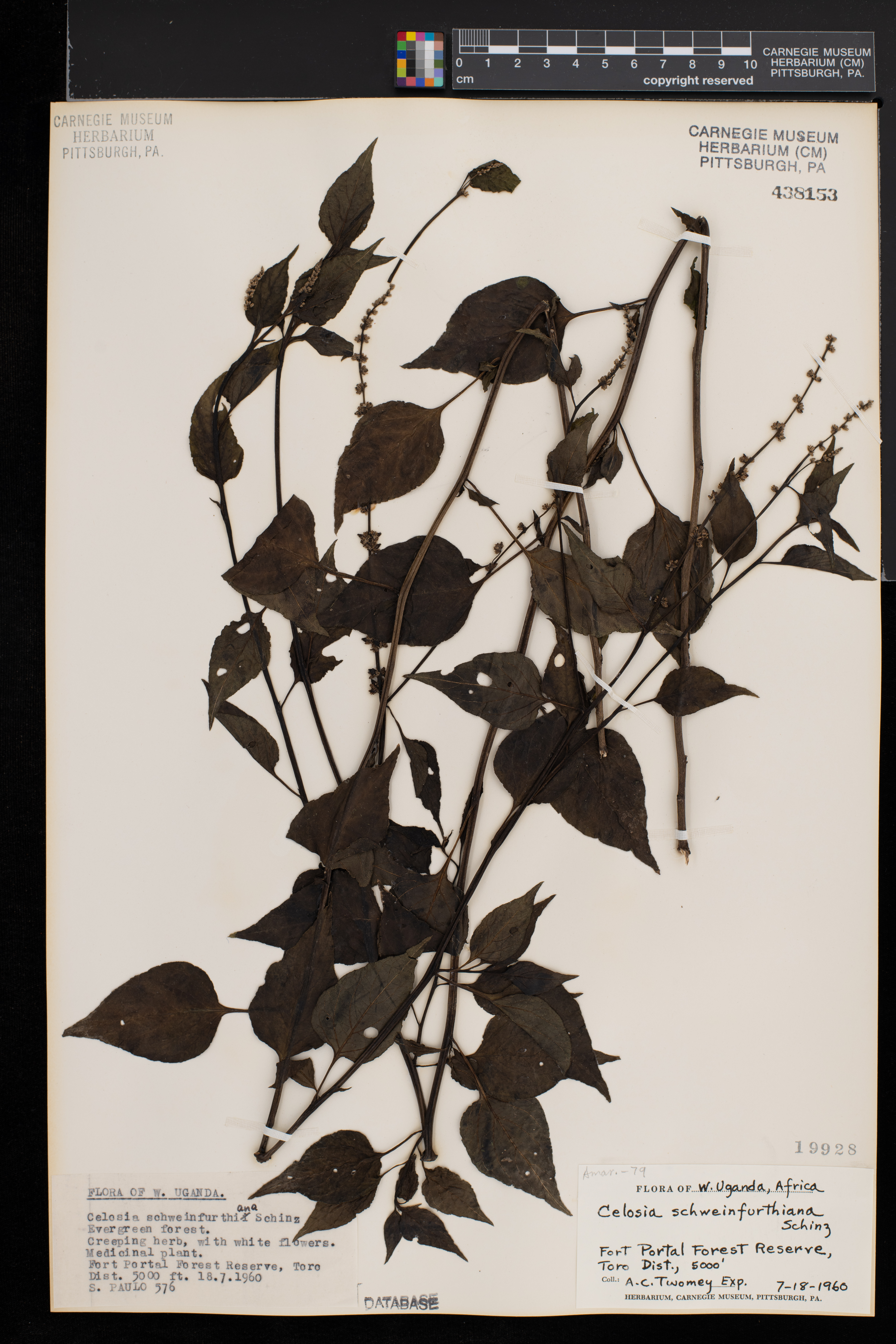 Celosia schweinfurthiana image