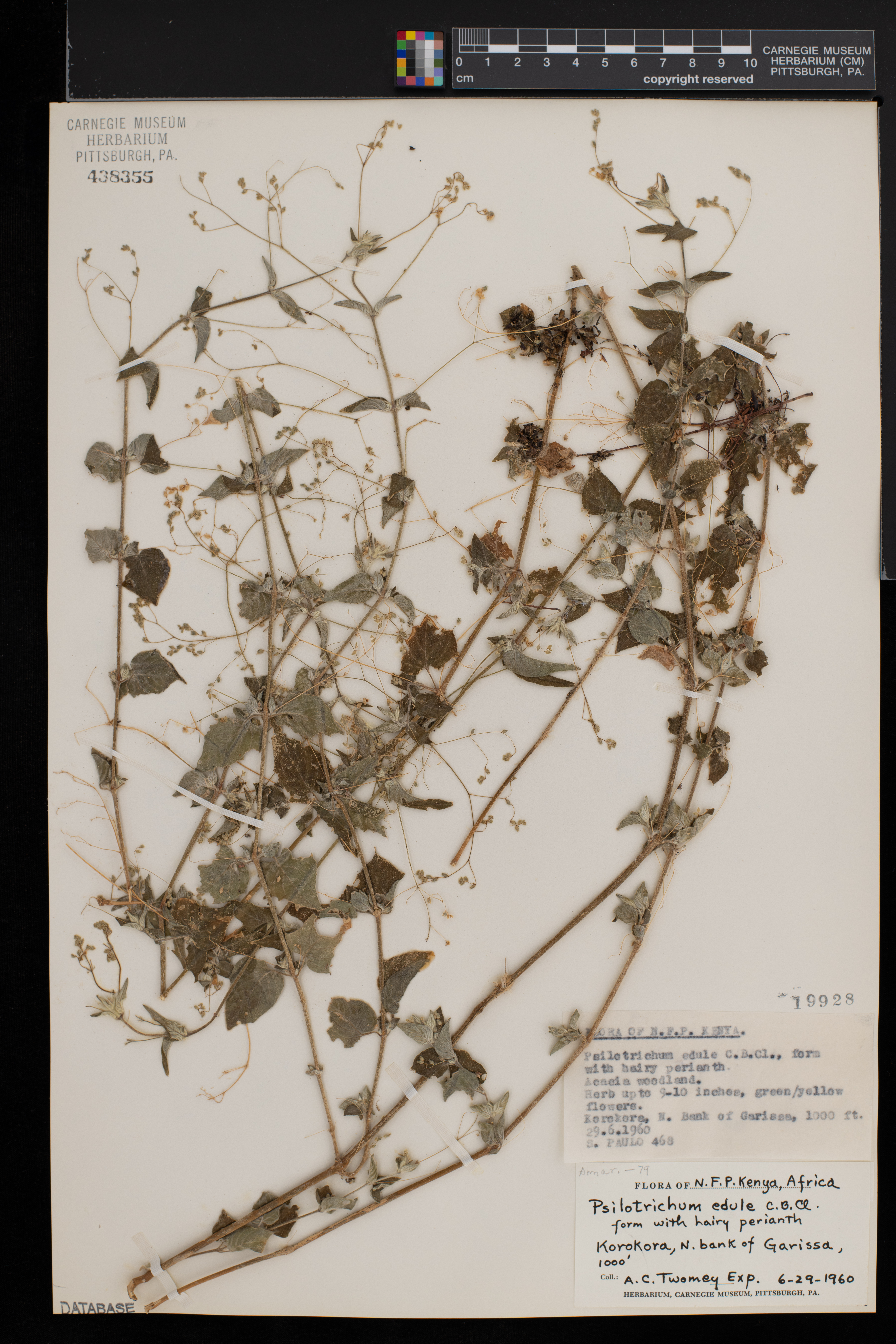 Psilotrichum sericeum image