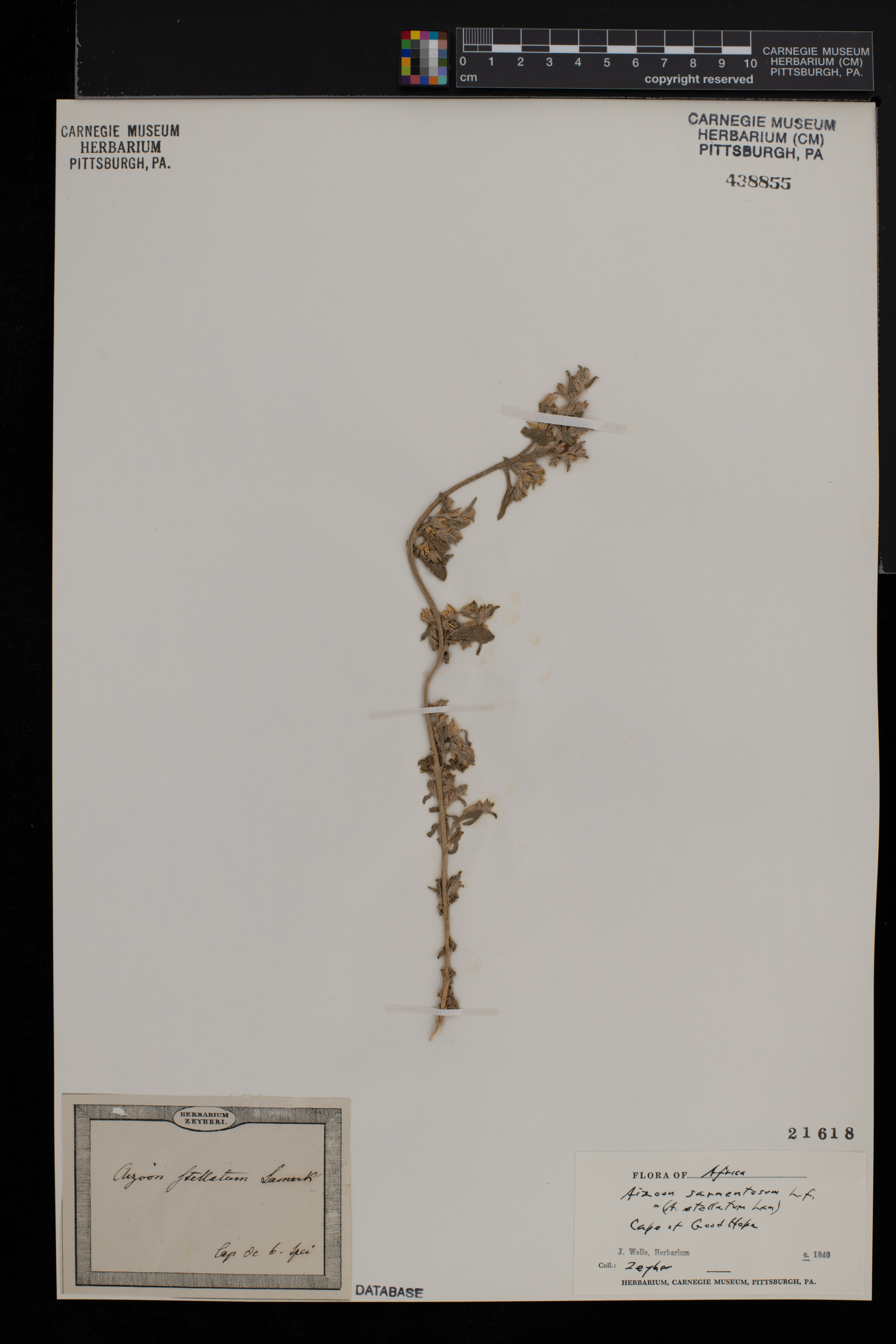 Aizoon sarmentosum image