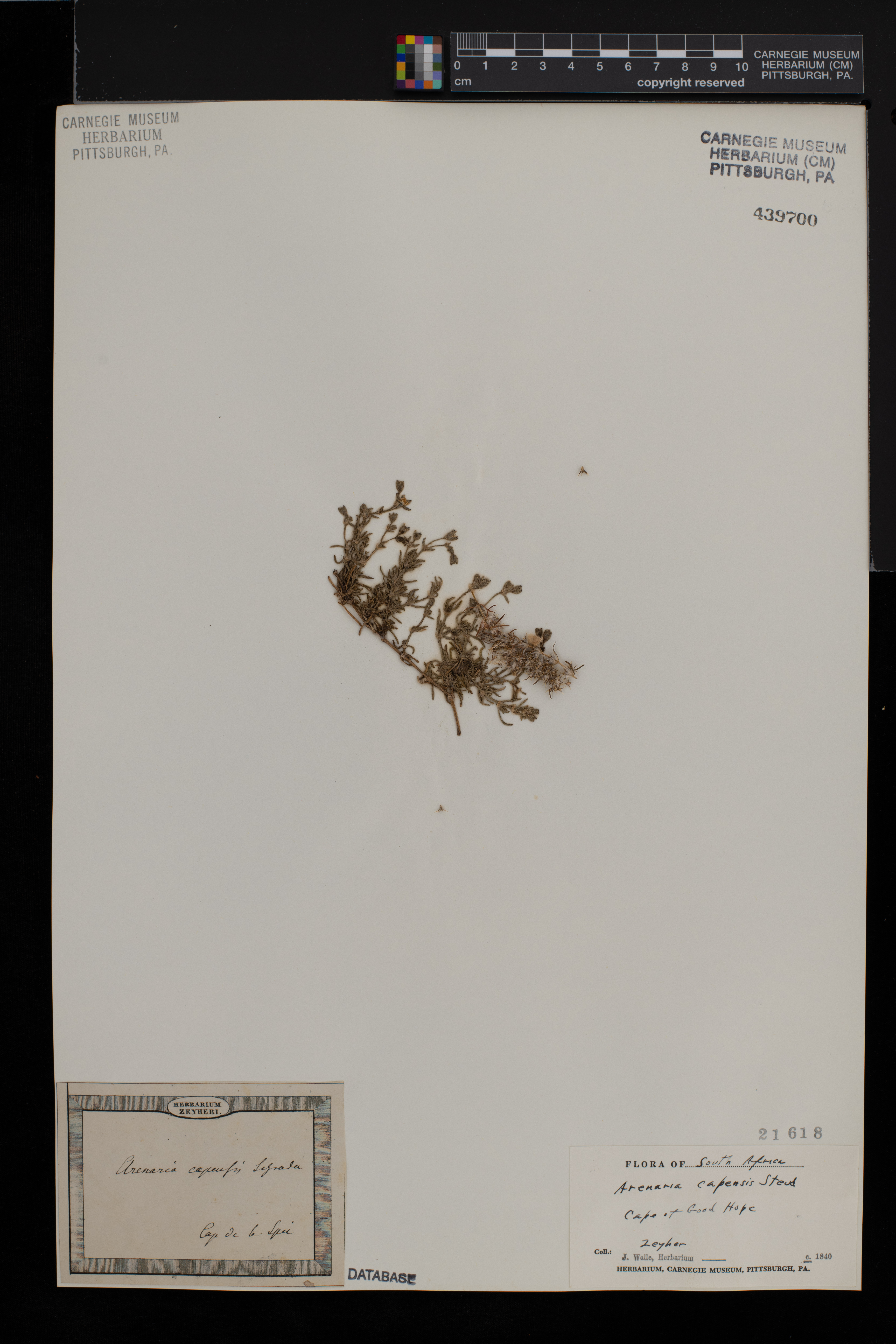 Herniaria capensis image