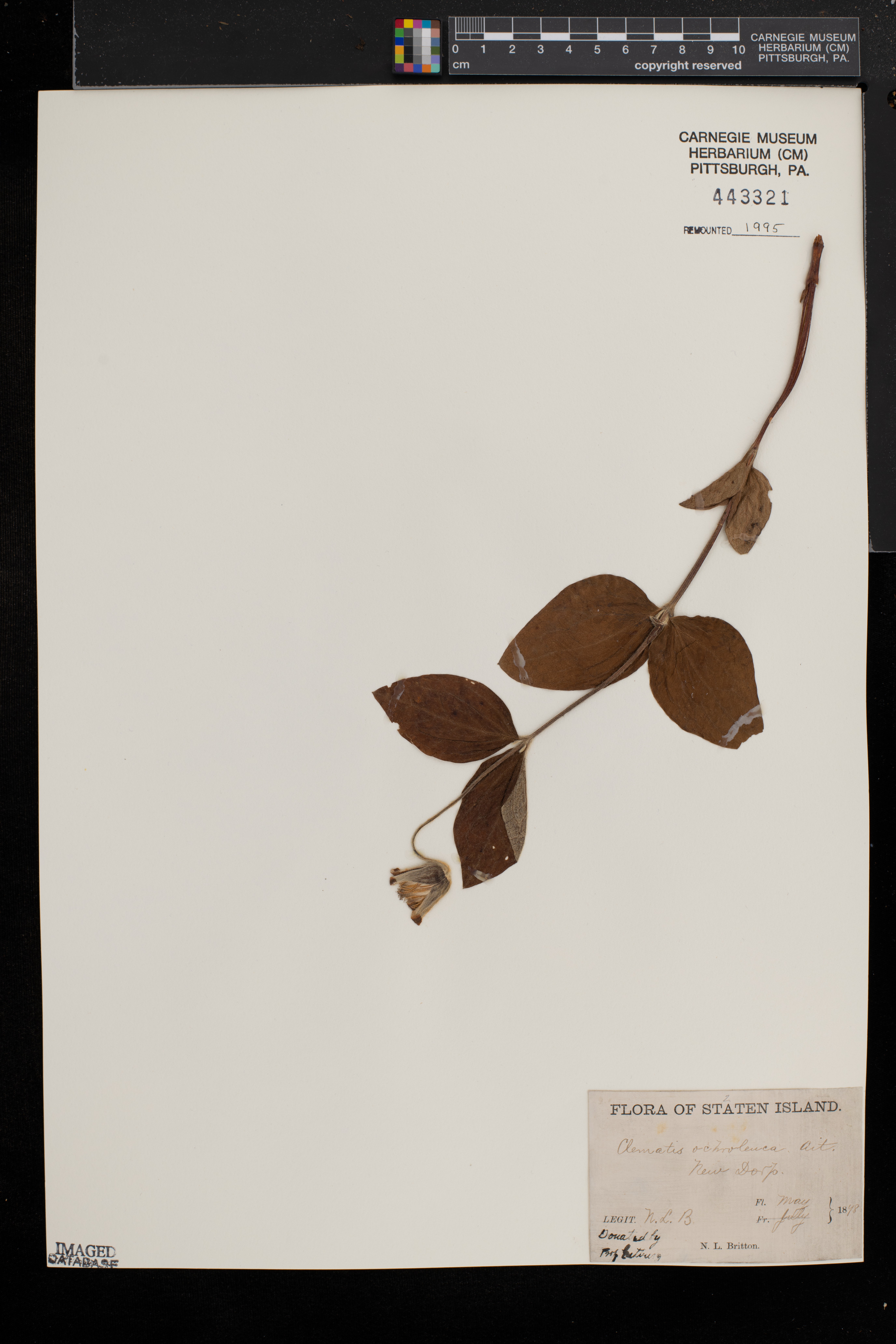 Clematis ochroleuca image
