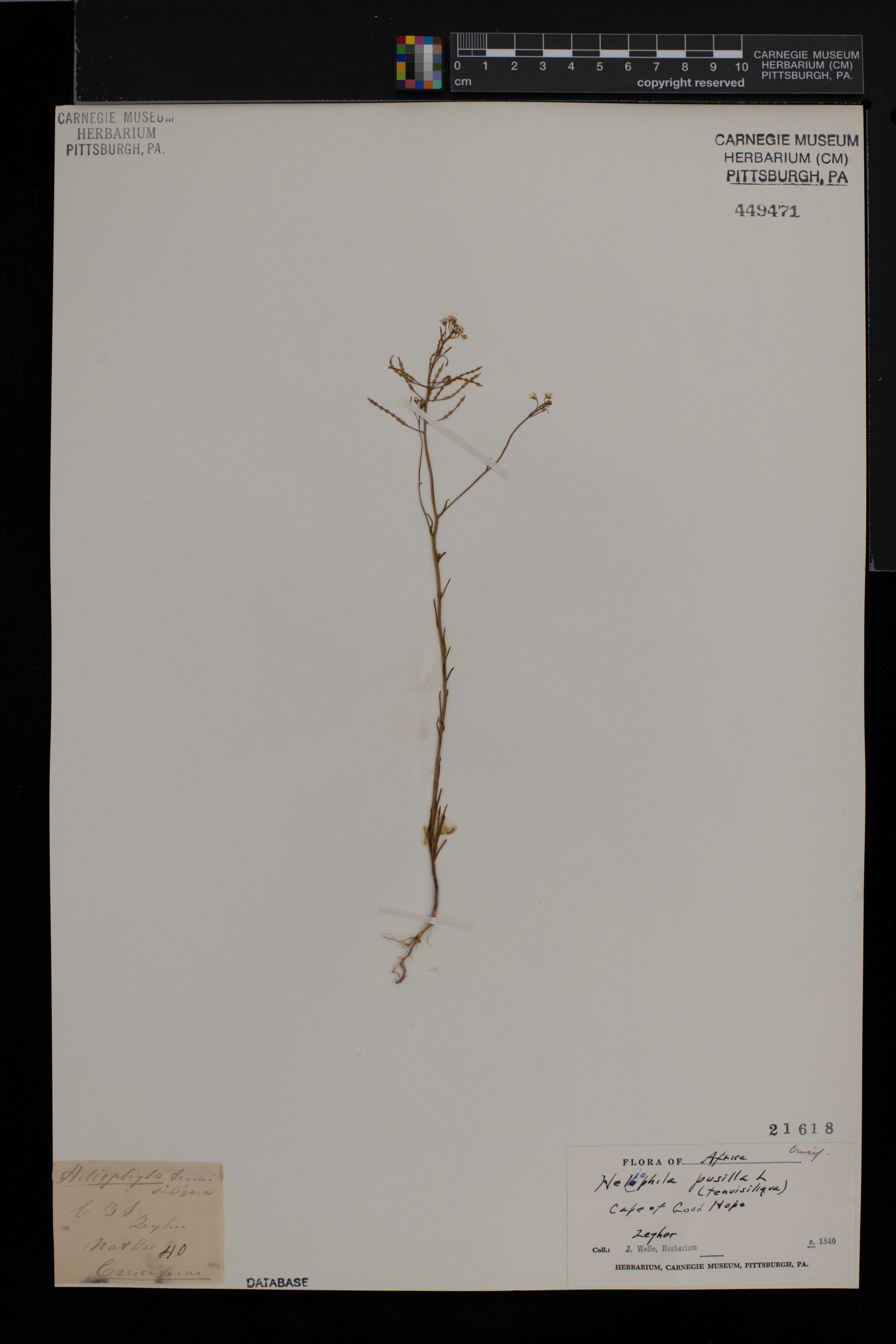 Heliophila pusilla image