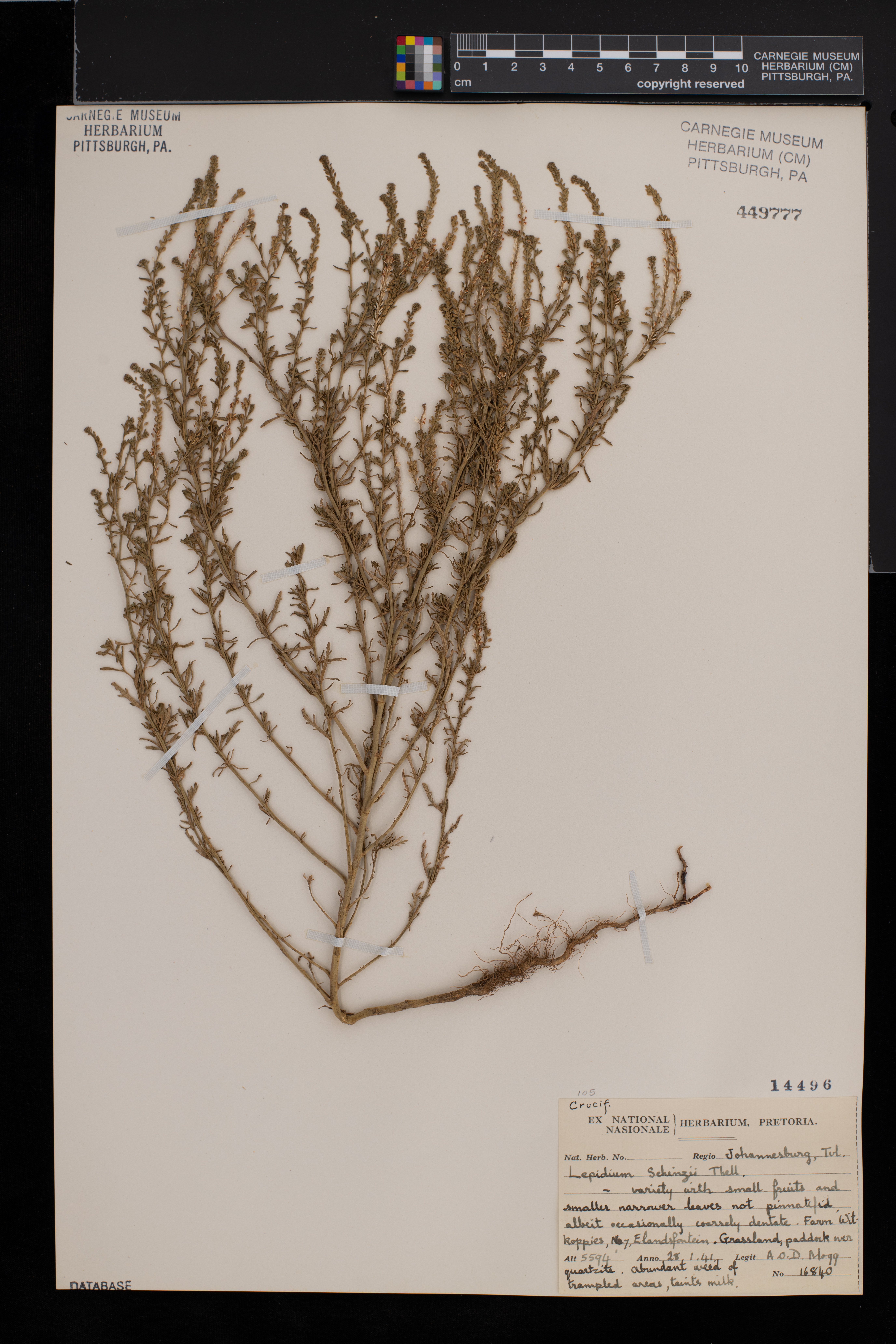 Lepidium schinzii image
