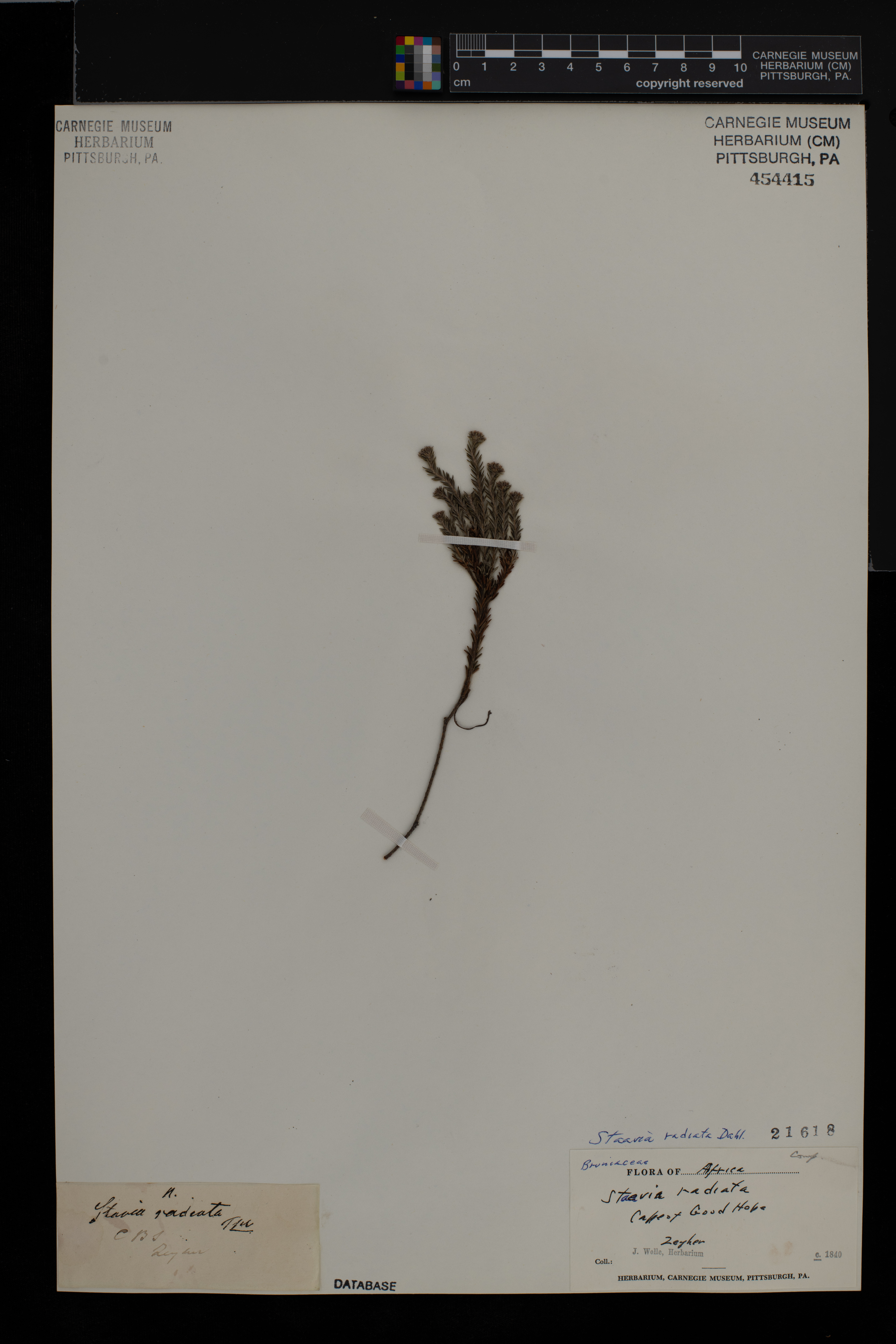 Staavia radiata image