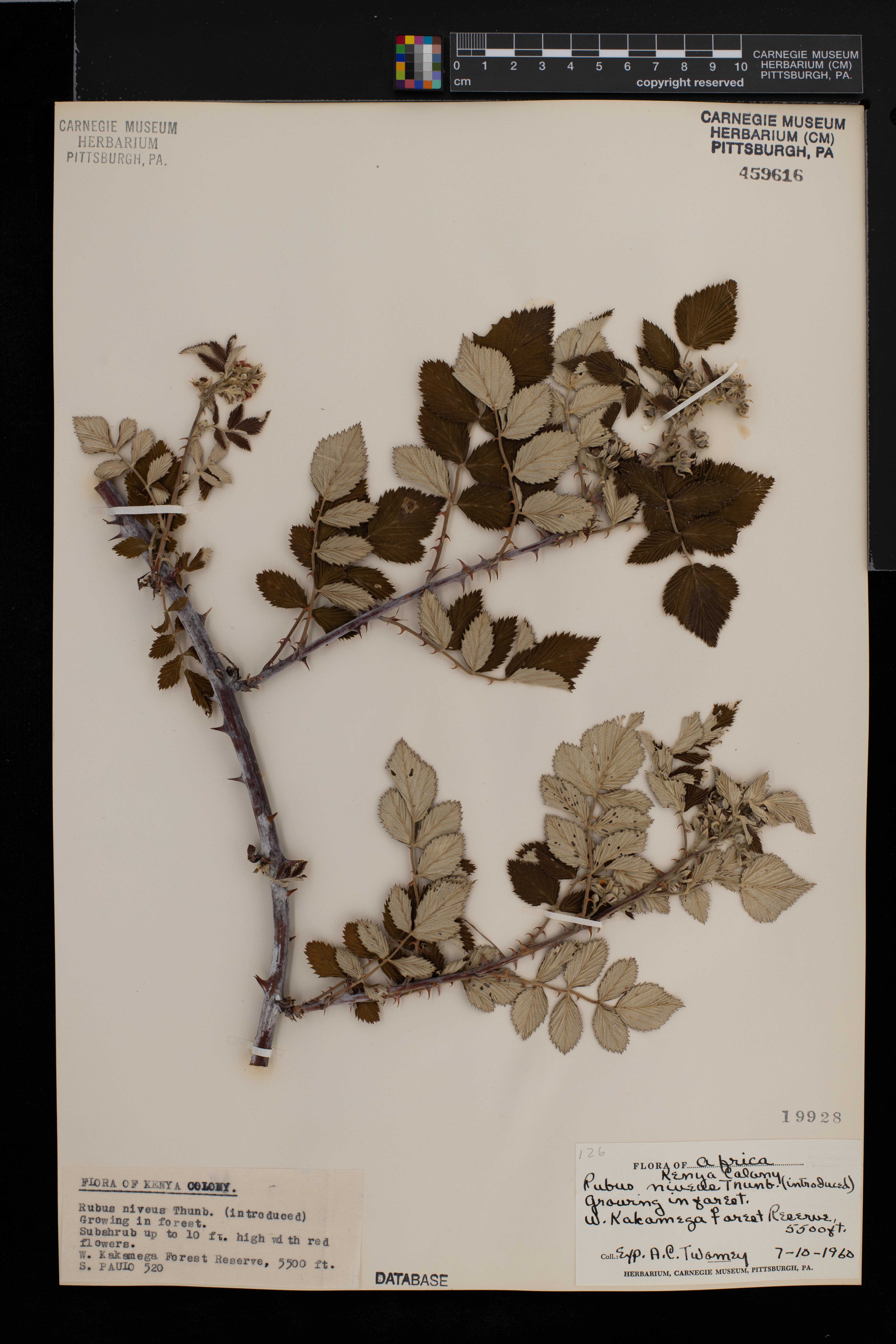Rubus niveus image