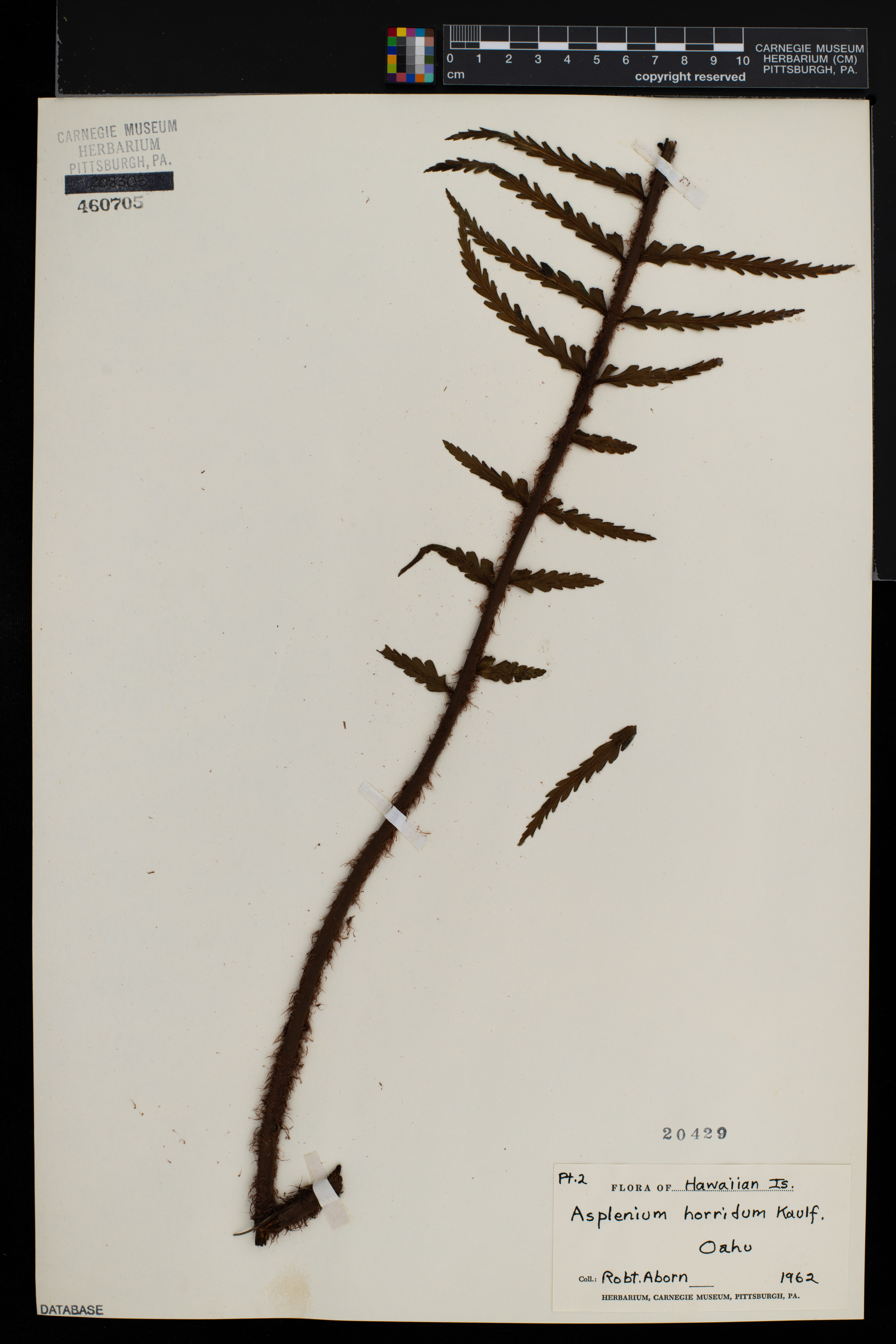 Asplenium horridum image