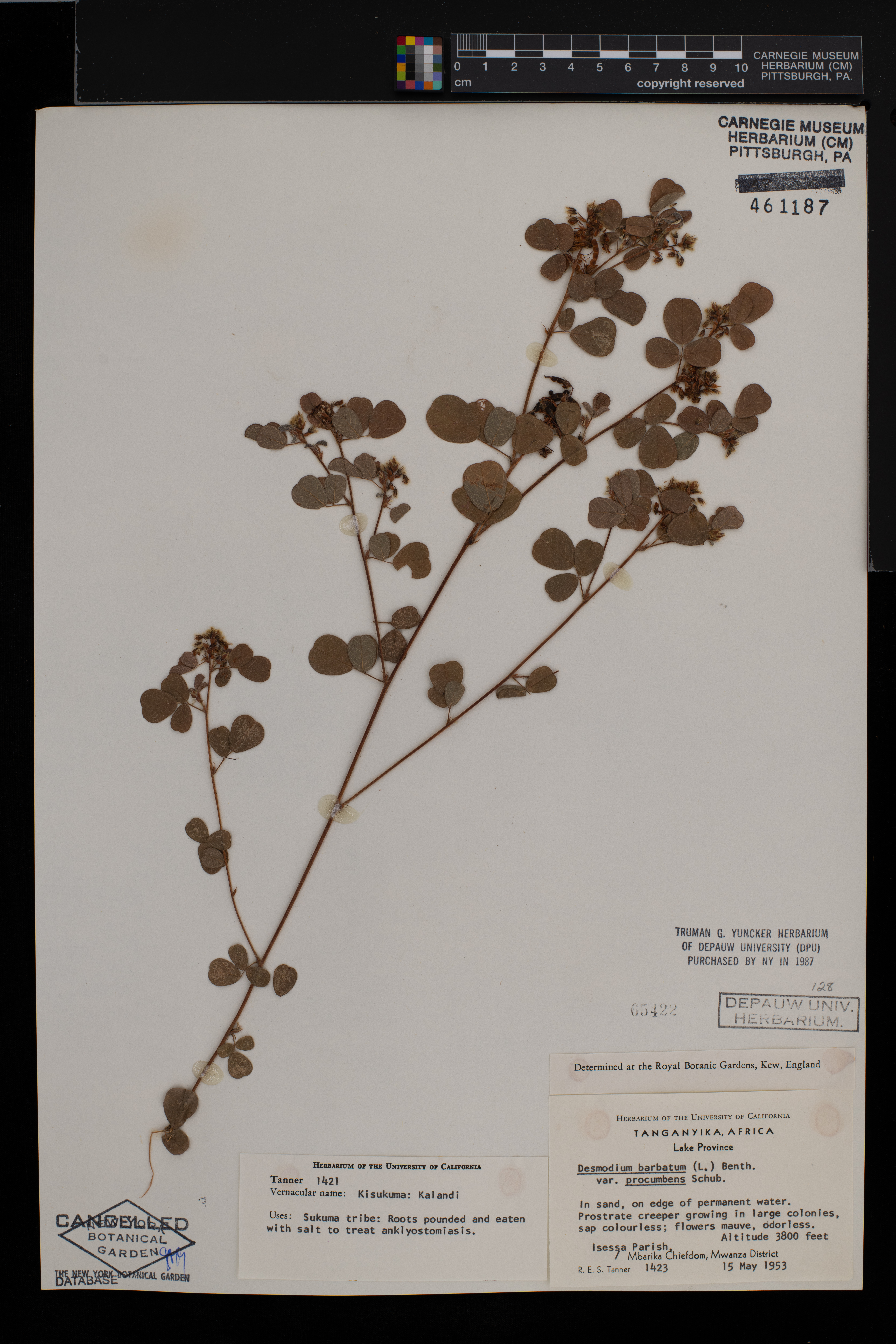 Desmodium barbatum var. procumbens image