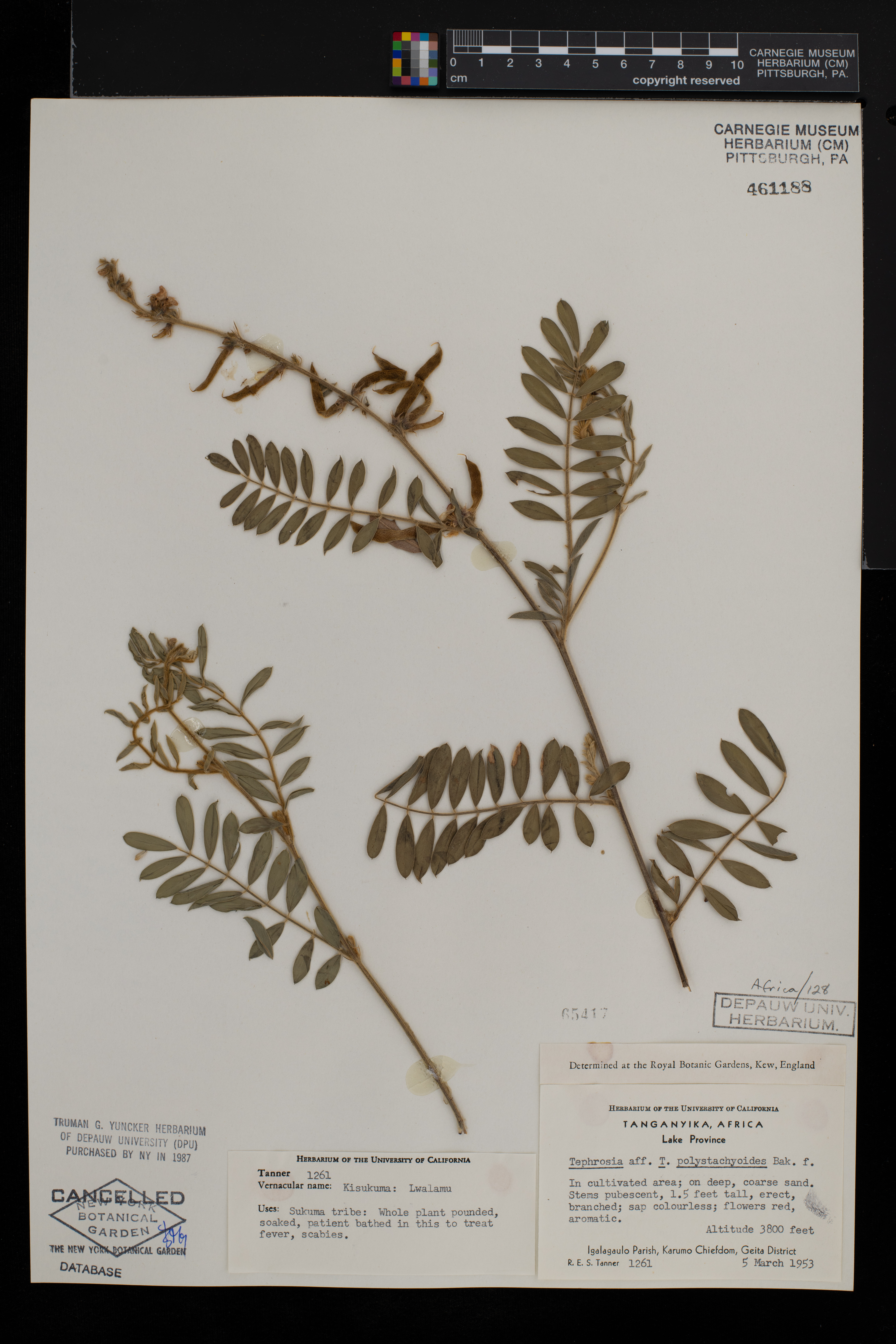 Tephrosia rhodesica var. polystachyoides image