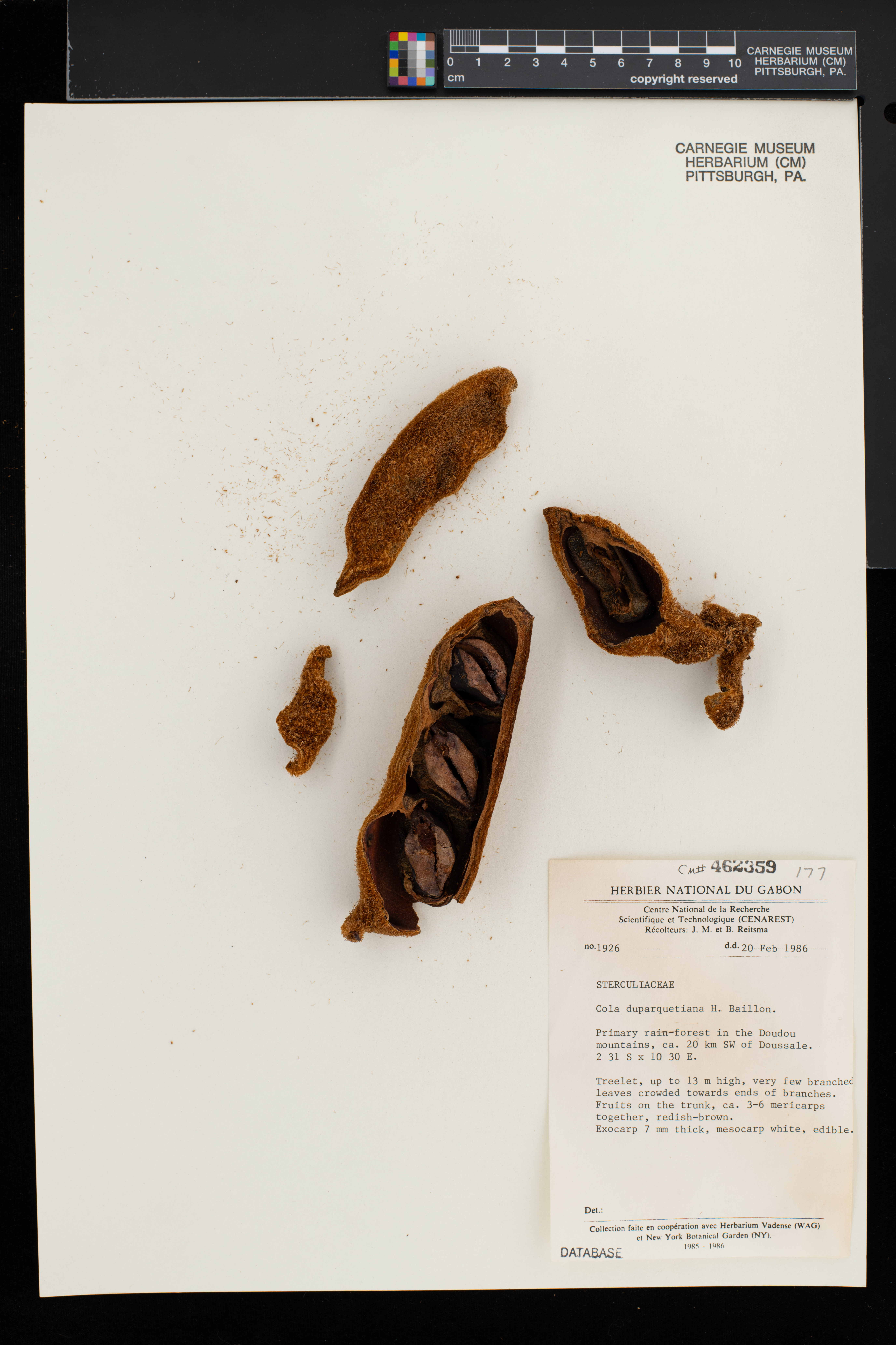 Cola duparquetiana image