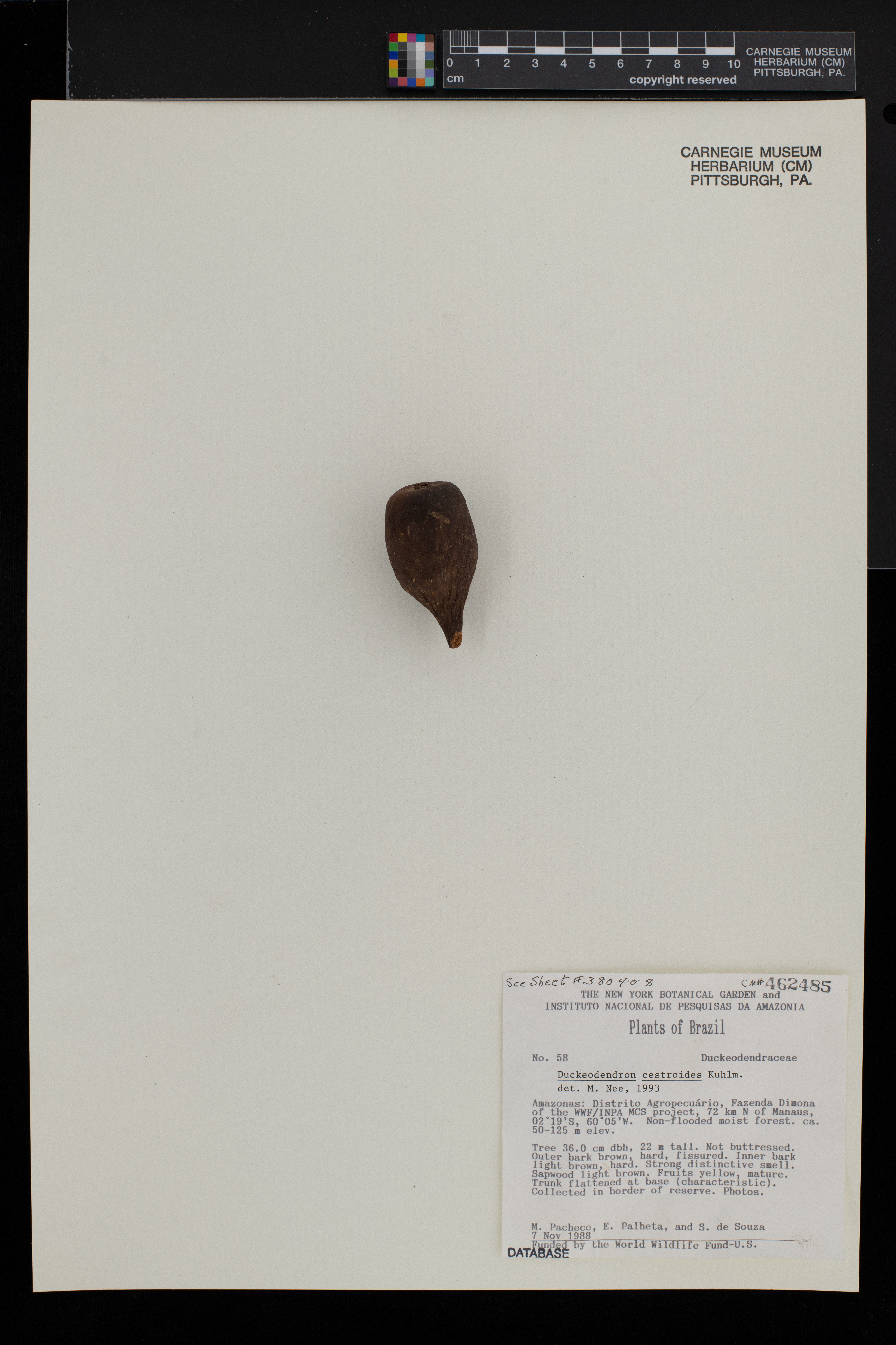 Duckeodendron cestroides image