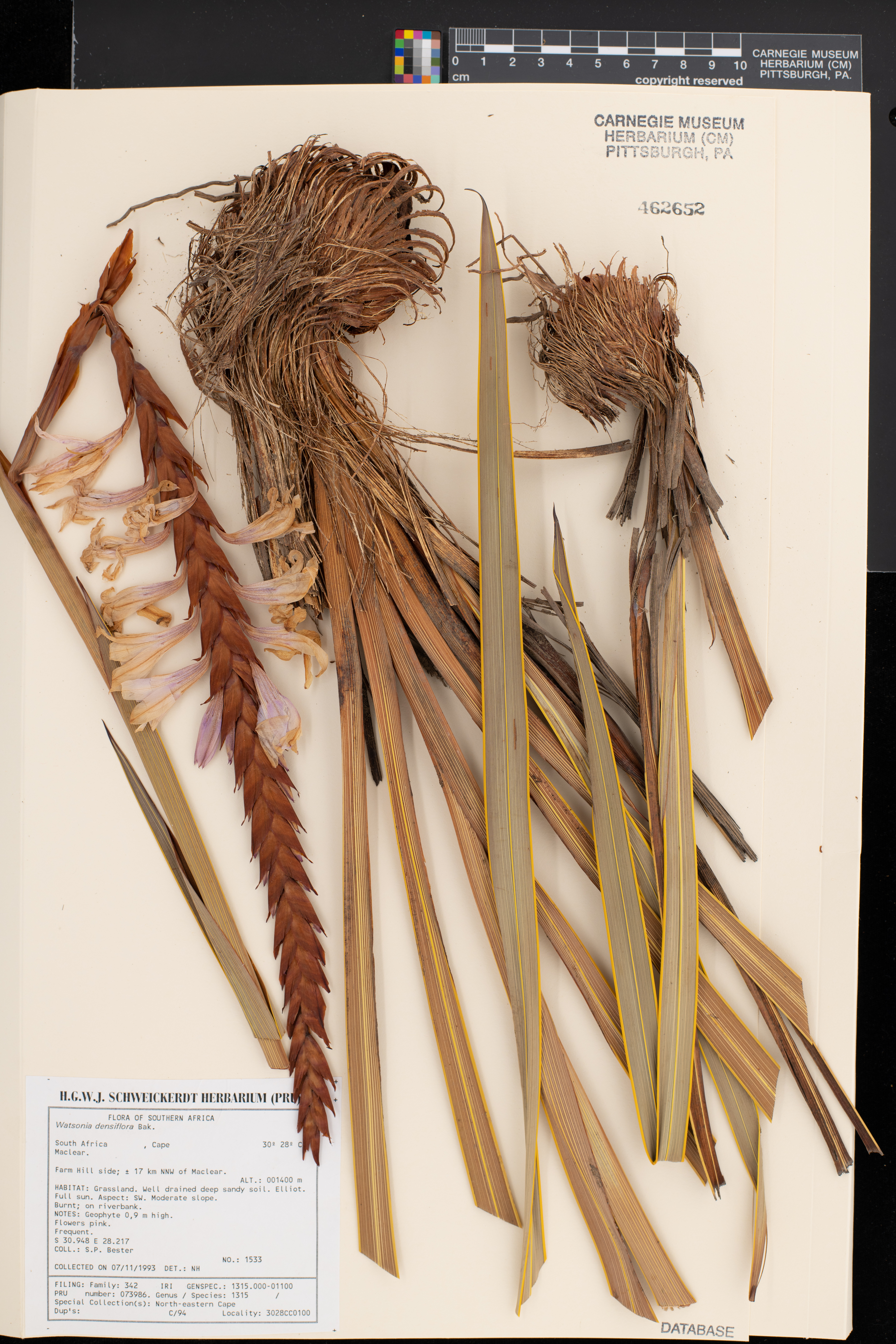 Watsonia densiflora image