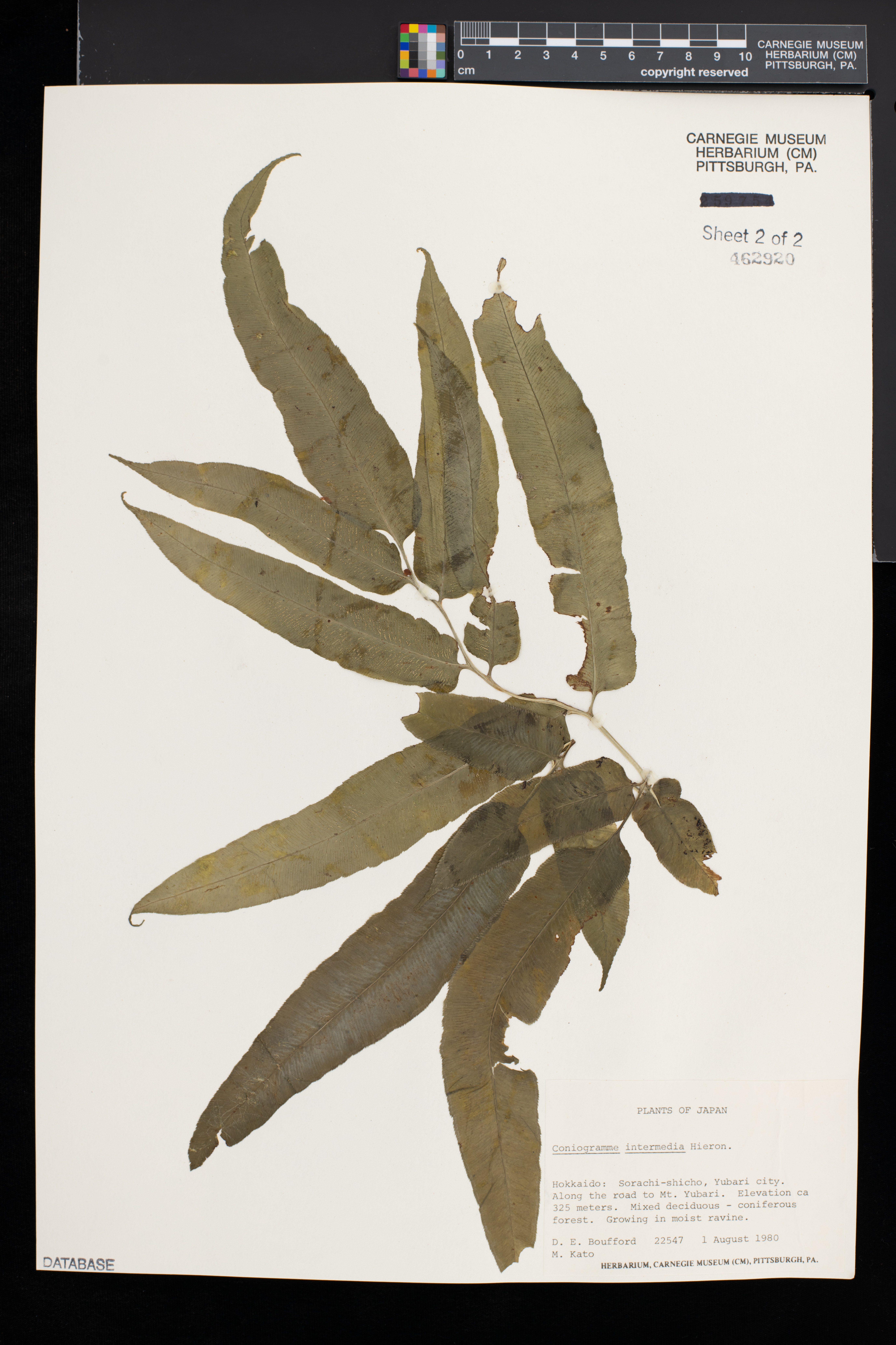 Aleuritopteris veitchii image