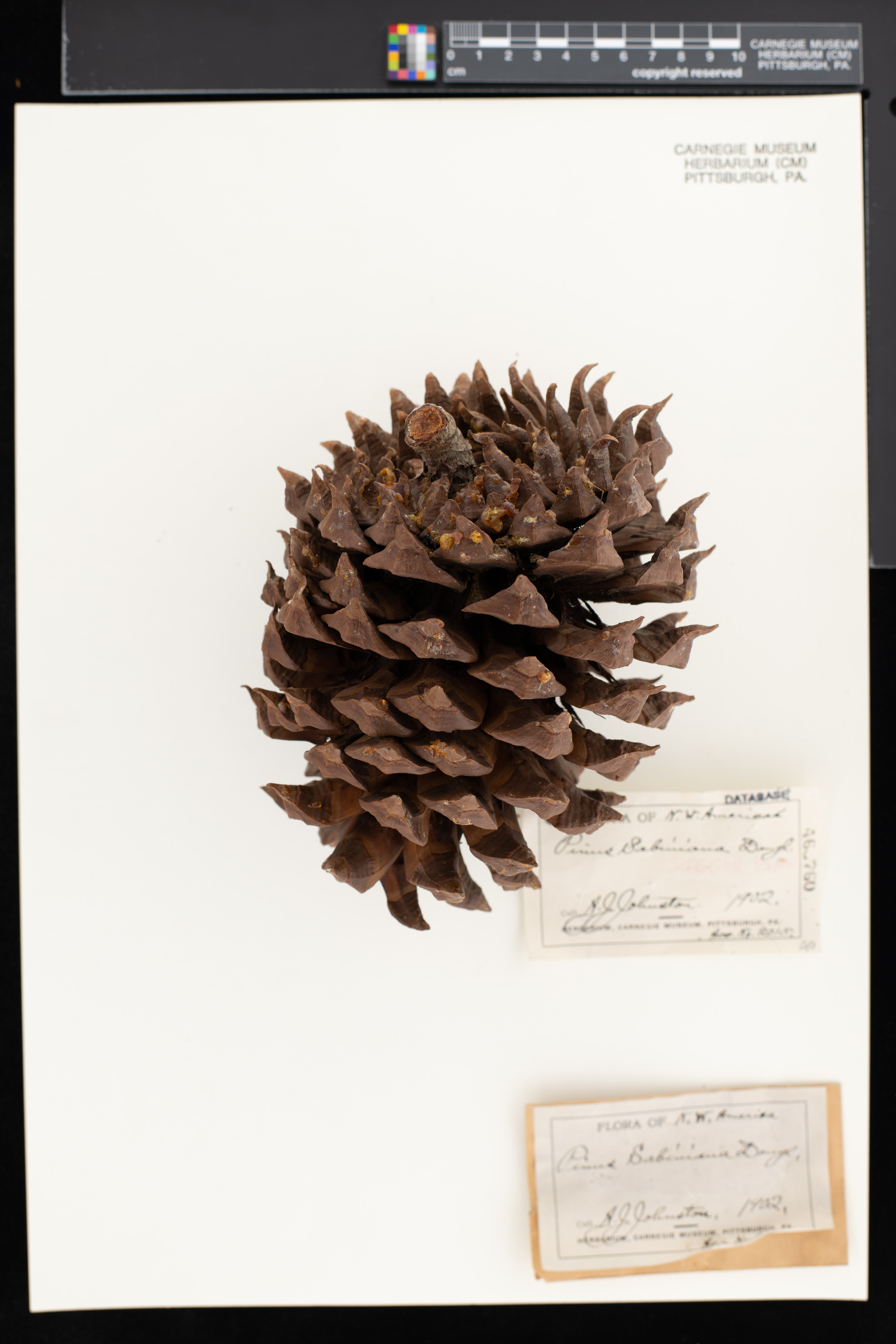 Pinus sabiniana image