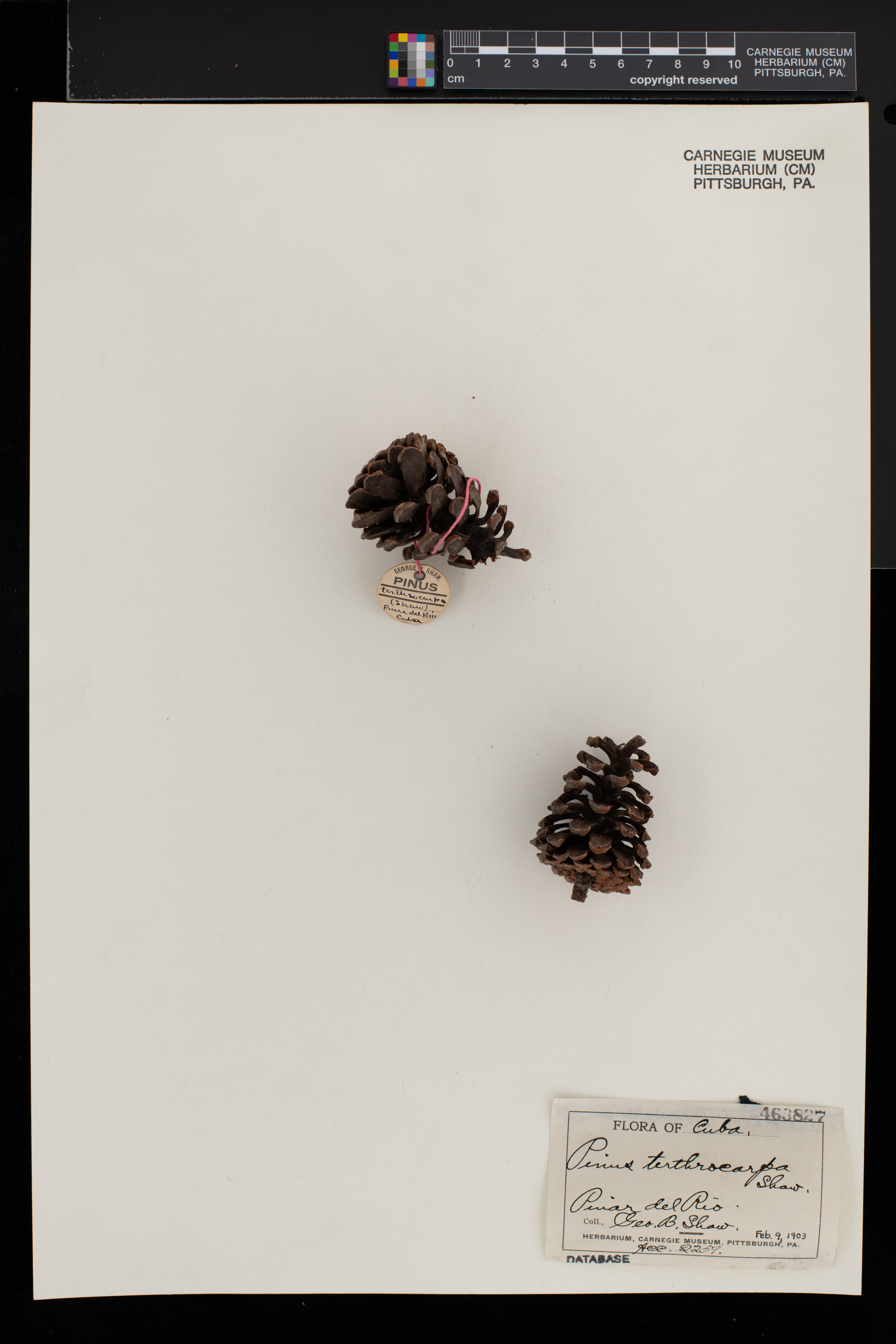 Pinus tropicalis image