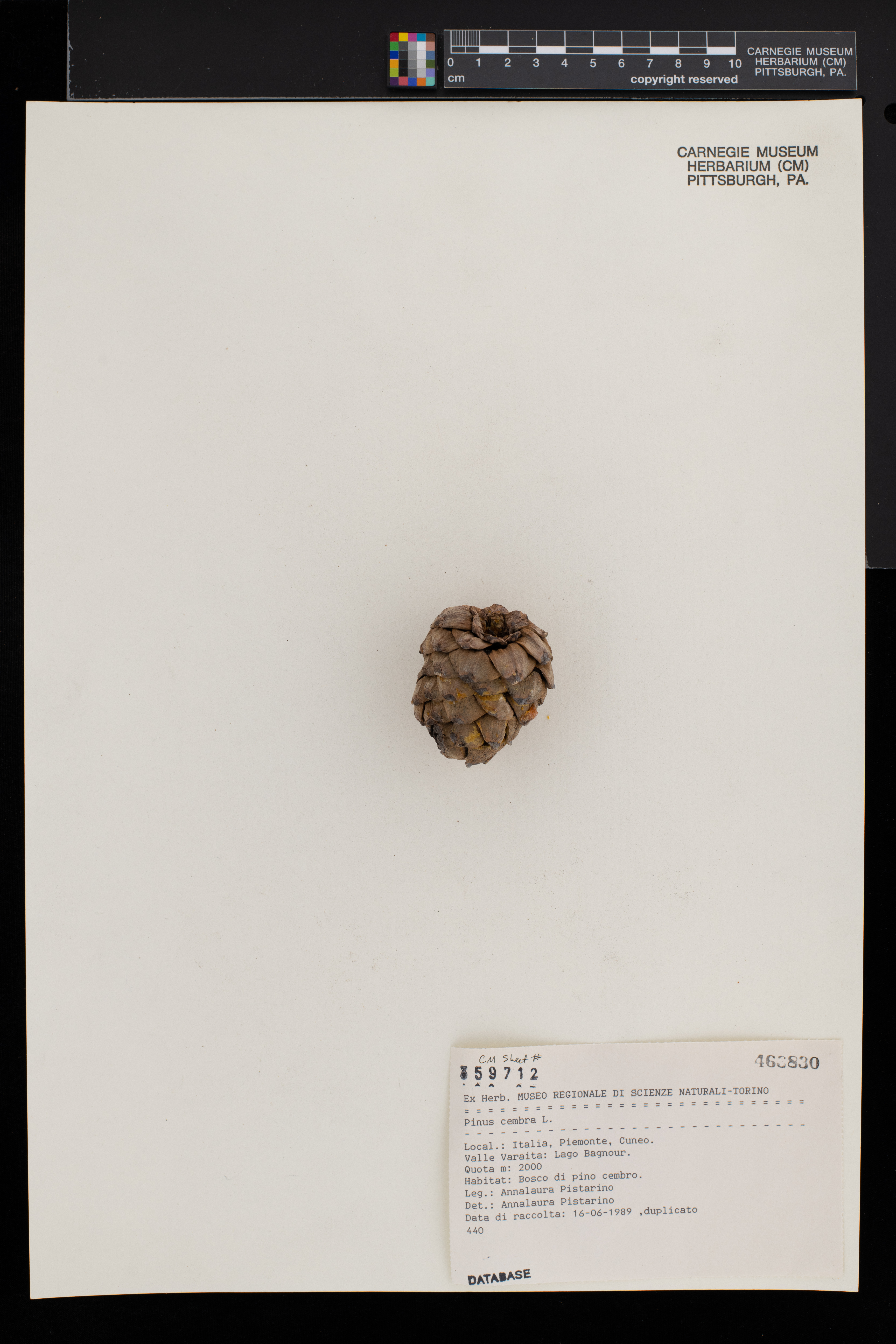 Pinus cembra image