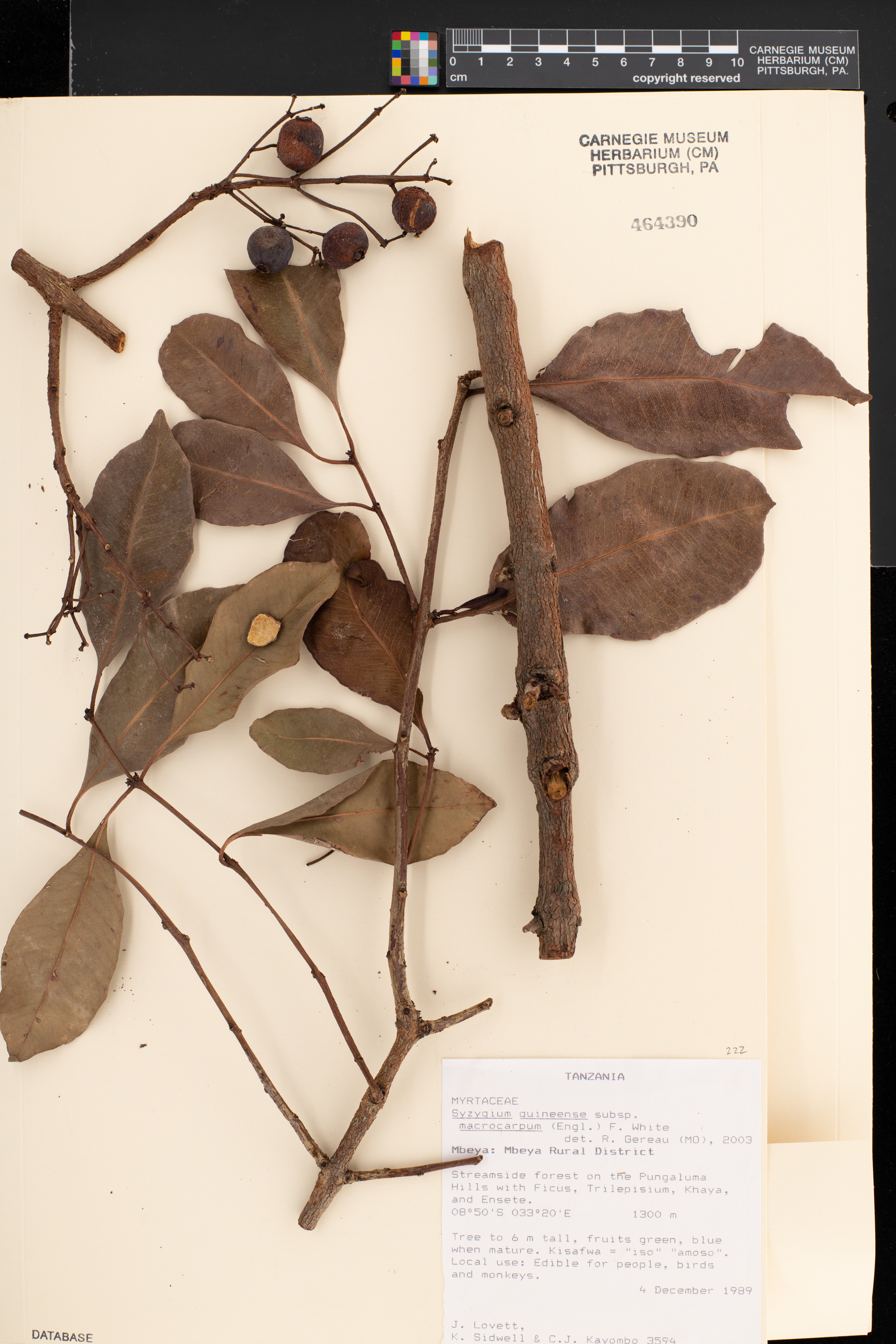 Syzygium guineense subsp. macrocarpum image