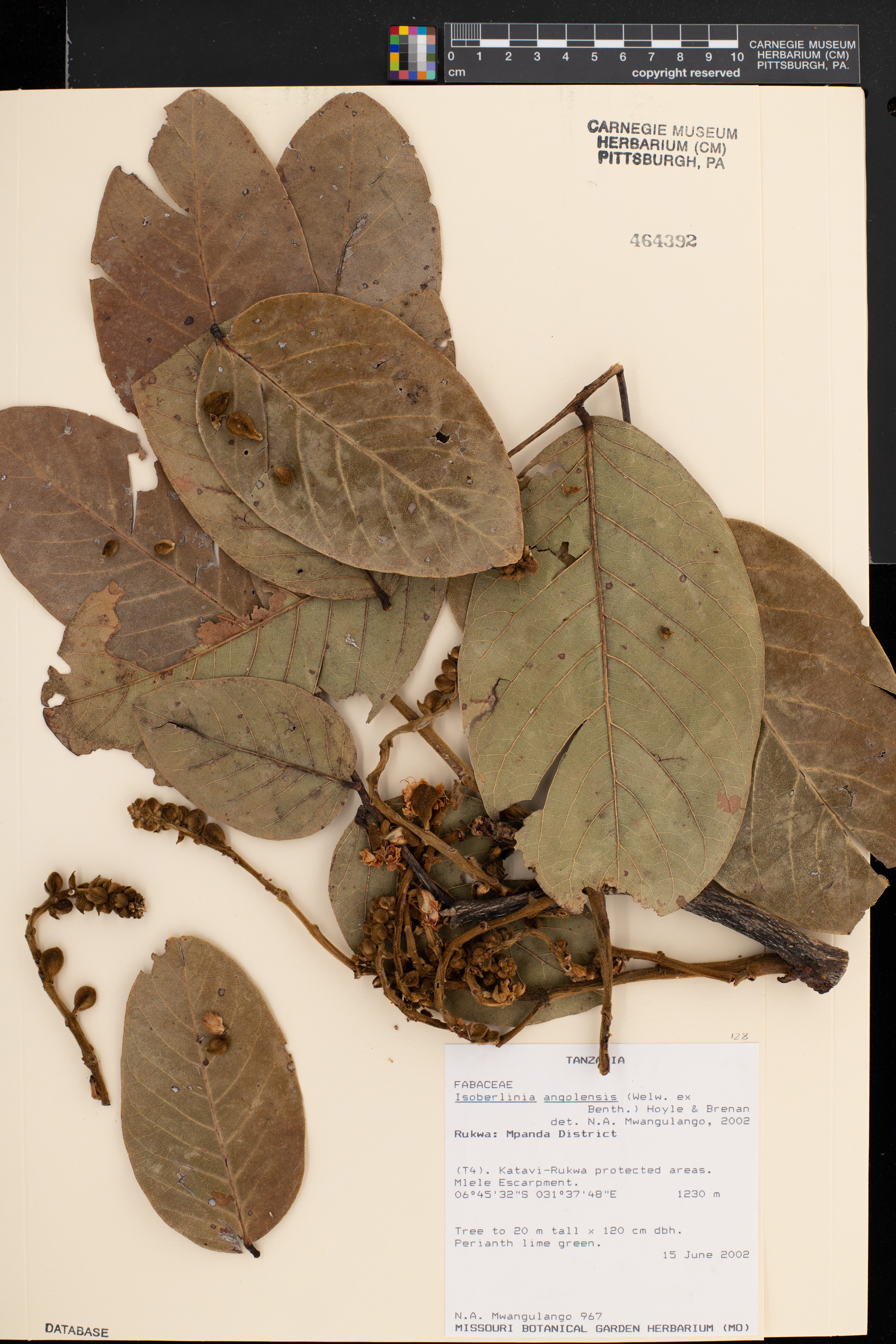 Isoberlinia angolensis image