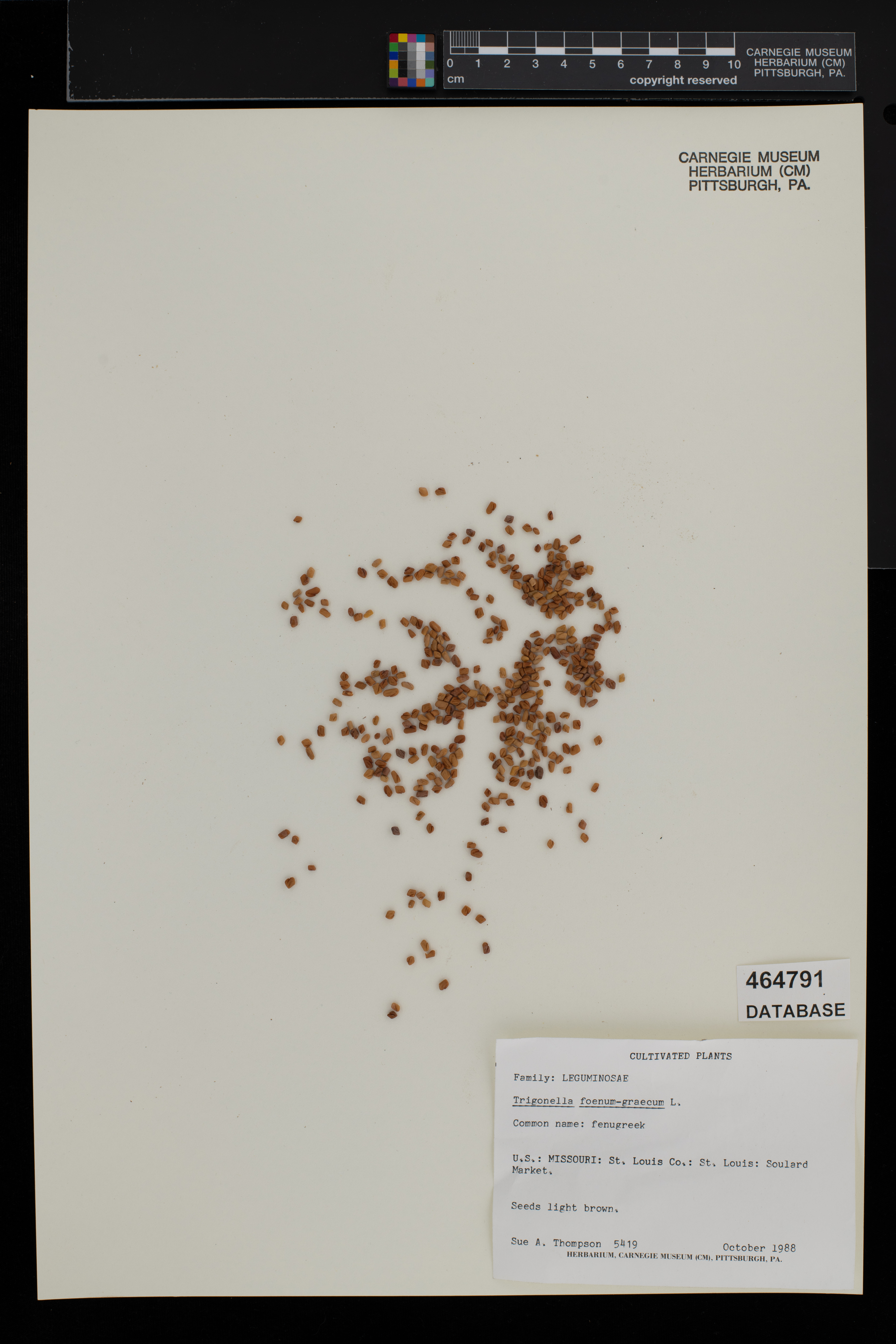 Trigonella foenum-graecum image